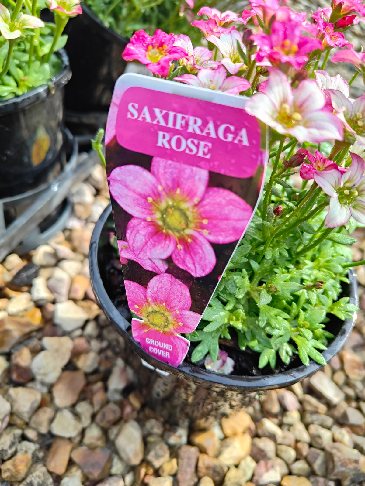 PL0040 Saxifrage, Rockfoil, Saxifraga arendsii Alpino, Early Rose 虎耳草、岩生虎耳草、高山虎耳草品种、早玫瑰 Pot Size:  14 cm