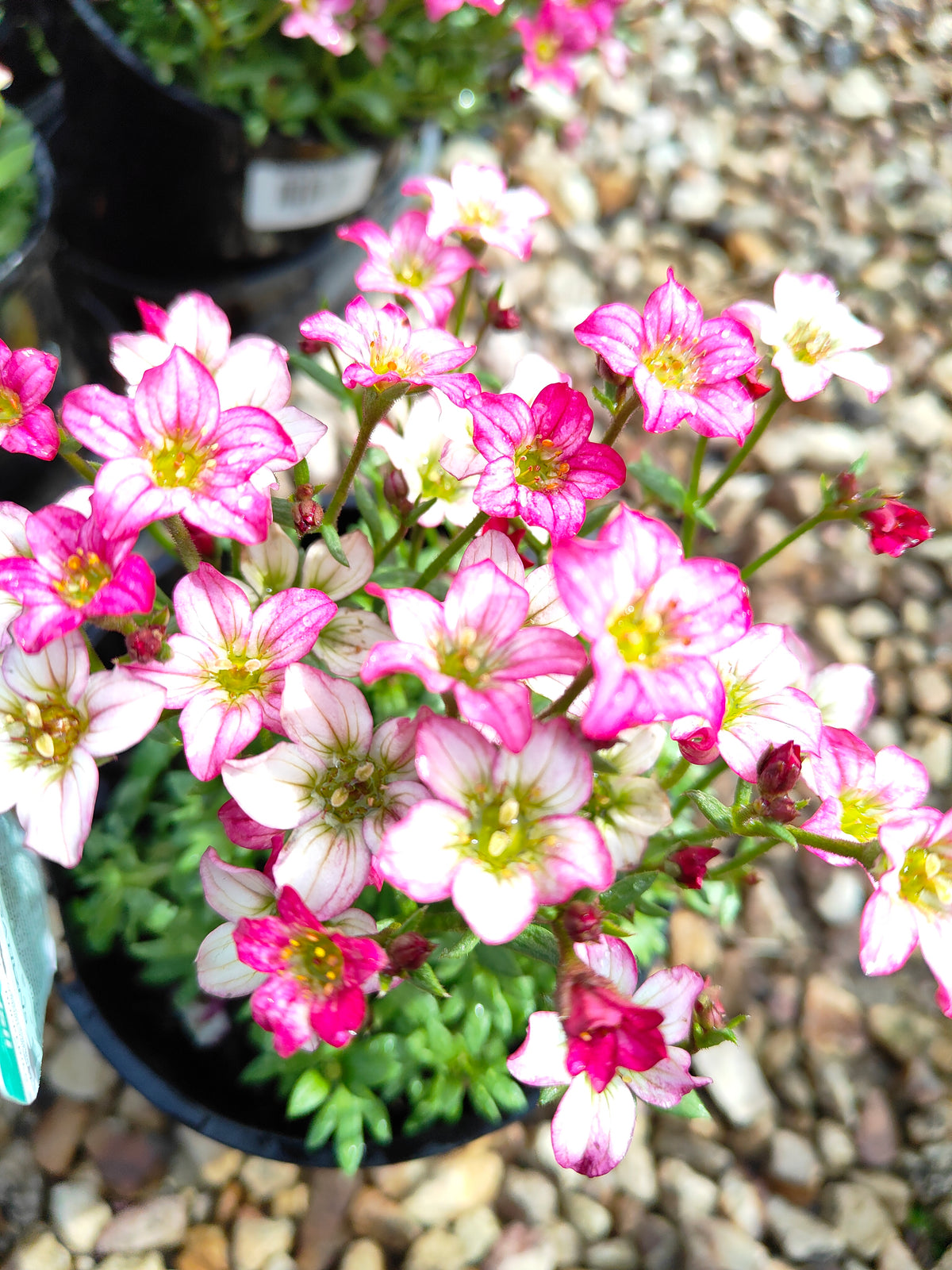 PL0040 Saxifrage, Rockfoil, Saxifraga arendsii Alpino, Early Rose 虎耳草、岩生虎耳草、高山虎耳草品种、早玫瑰 Pot Size:  14 cm