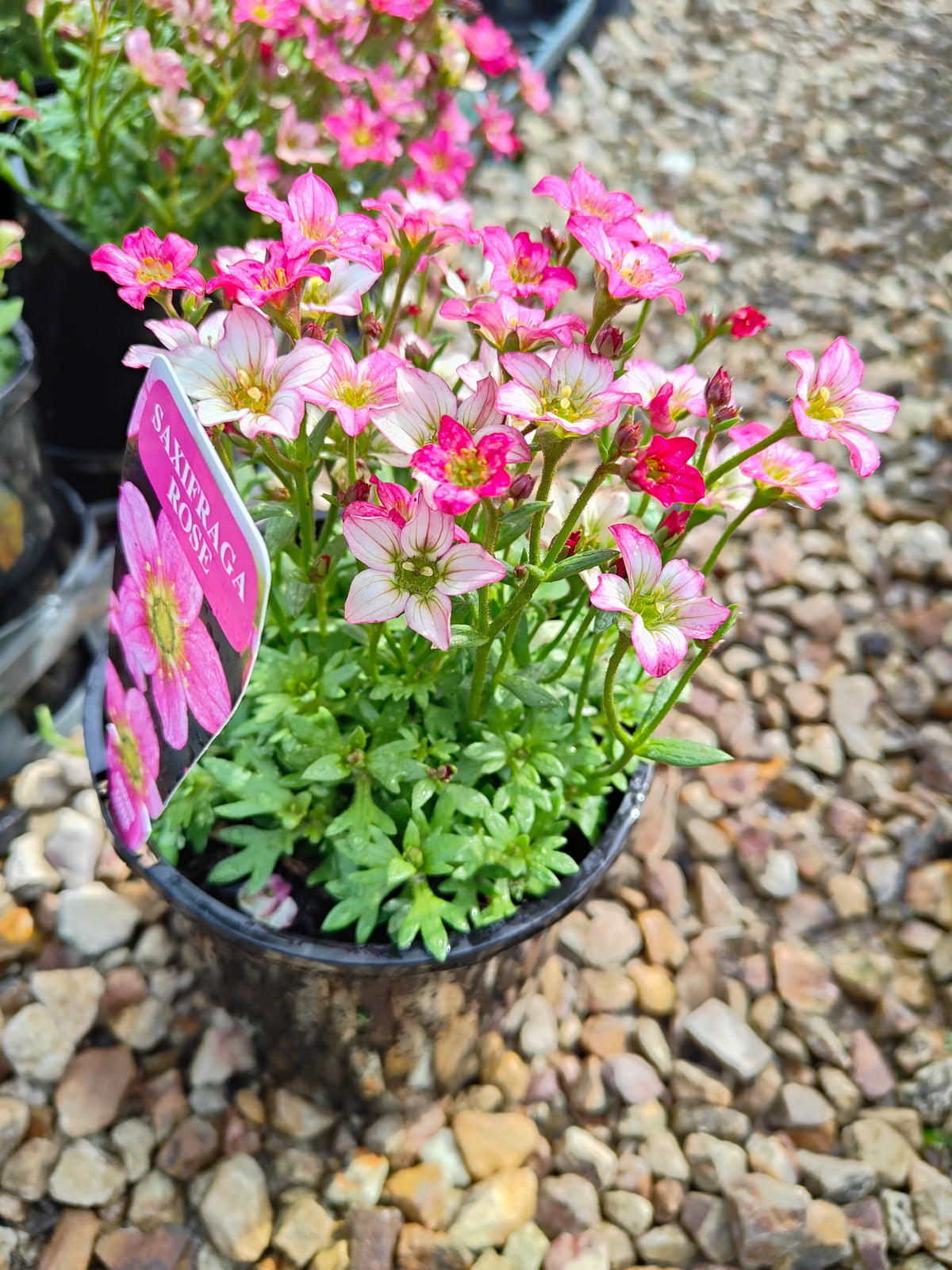 PL0040 Saxifrage, Rockfoil, Saxifraga arendsii Alpino, Early Rose 虎耳草、岩生虎耳草、高山虎耳草品种、早玫瑰 Pot Size:  14 cm