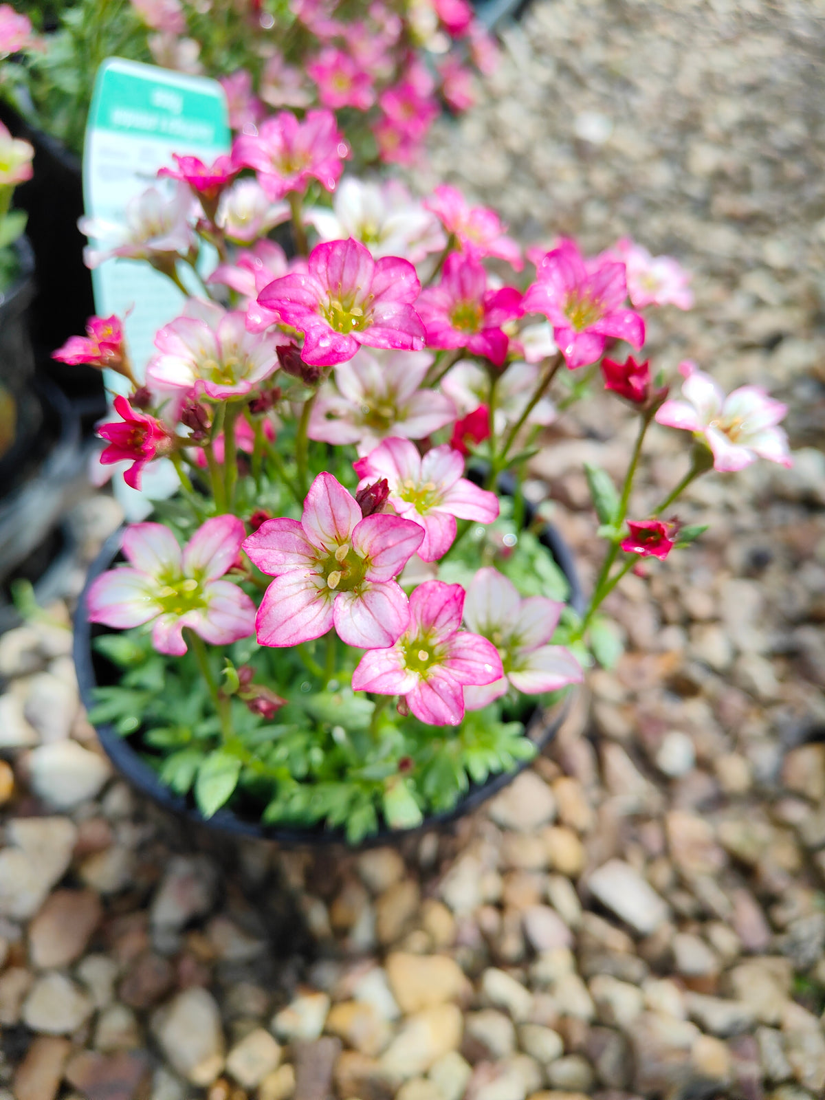PL0040 Saxifrage, Rockfoil, Saxifraga arendsii Alpino, Early Rose 虎耳草、岩生虎耳草、高山虎耳草品种、早玫瑰 Pot Size:  14 cm