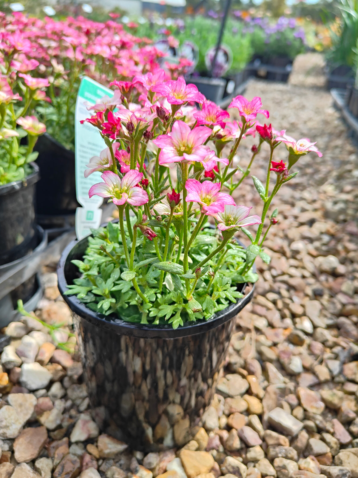 PL0040 Saxifrage, Rockfoil, Saxifraga arendsii Alpino, Early Rose 虎耳草、岩生虎耳草、高山虎耳草品种、早玫瑰 Pot Size:  14 cm