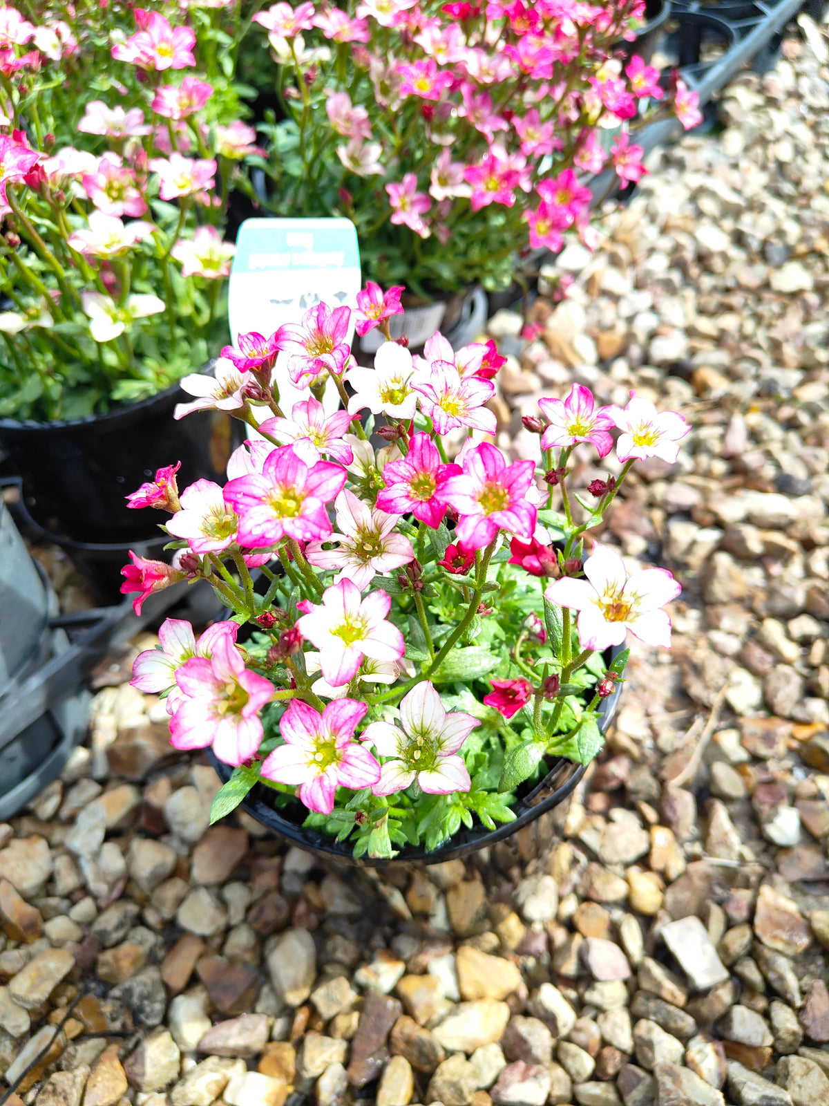 PL0040 Saxifrage, Rockfoil, Saxifraga arendsii Alpino, Early Rose 虎耳草、岩生虎耳草、高山虎耳草品种、早玫瑰 Pot Size:  14 cm