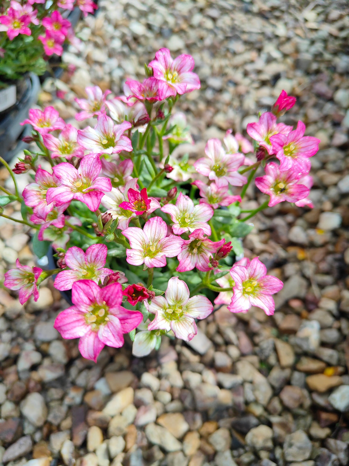 PL0040 Saxifrage, Rockfoil, Saxifraga arendsii Alpino, Early Rose 虎耳草、岩生虎耳草、高山虎耳草品种、早玫瑰 Pot Size:  14 cm