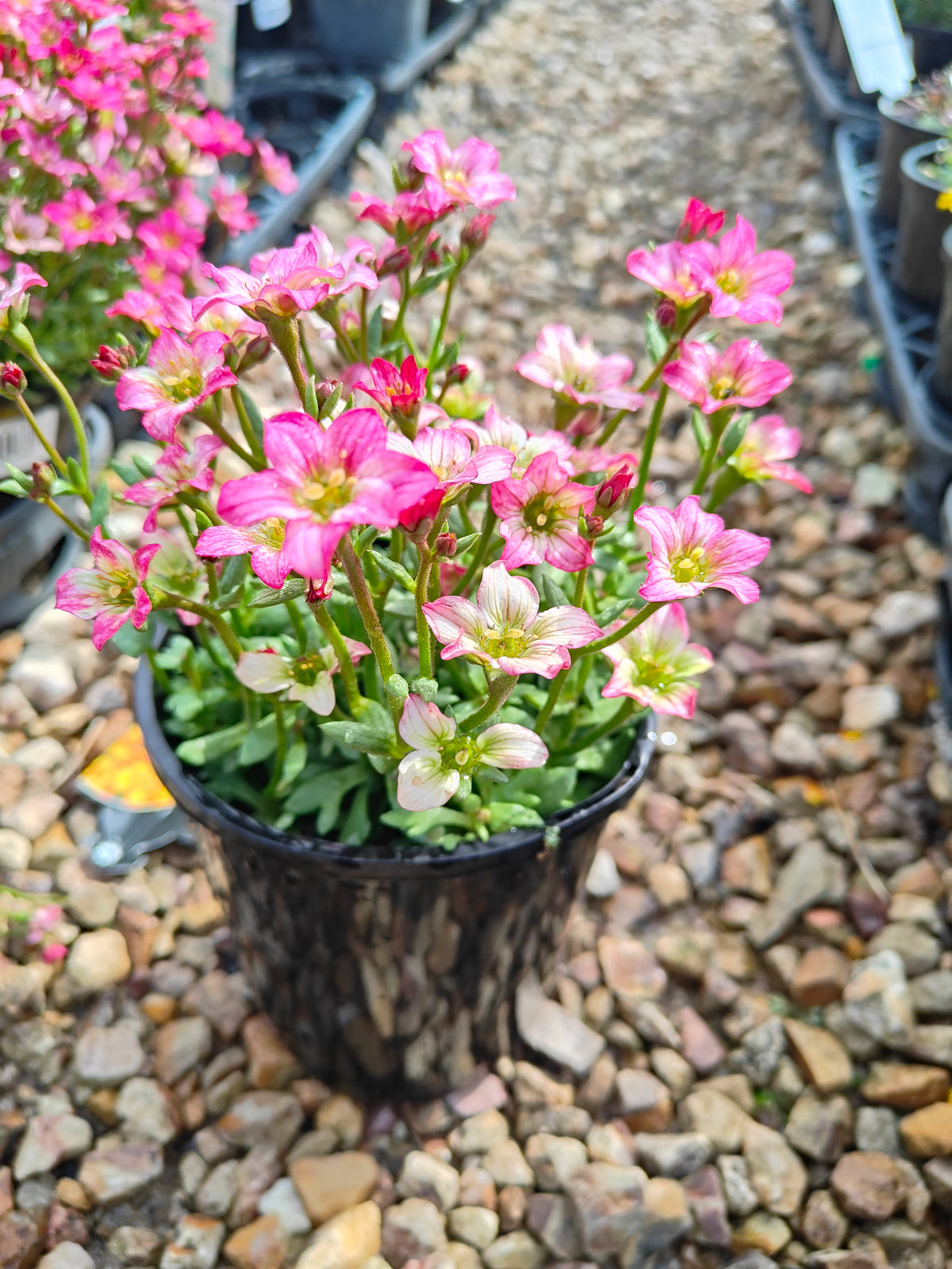 PL0040 Saxifrage, Rockfoil, Saxifraga arendsii Alpino, Early Rose 虎耳草、岩生虎耳草、高山虎耳草品种、早玫瑰 Pot Size:  14 cm