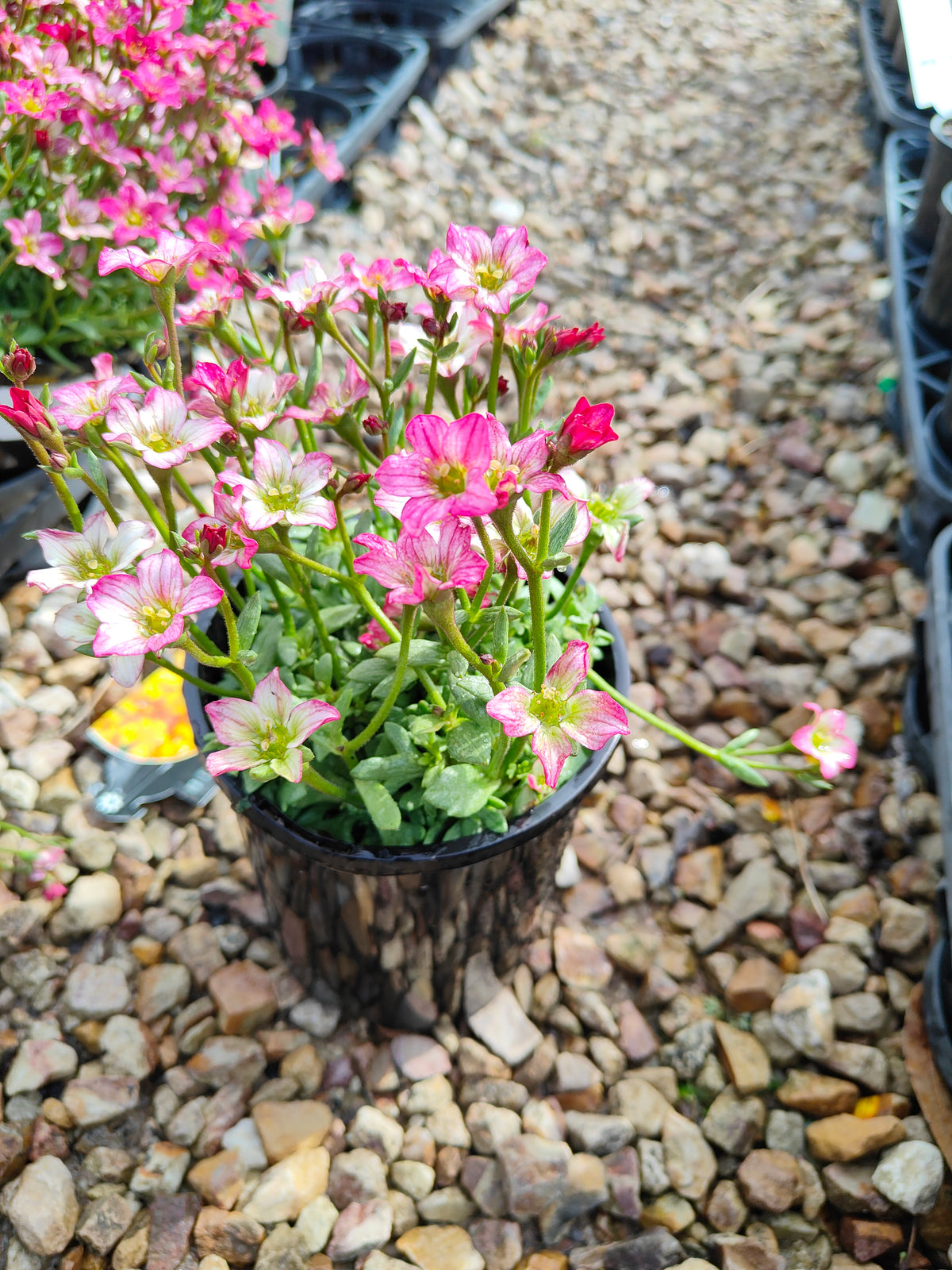 PL0040 Saxifrage, Rockfoil, Saxifraga arendsii Alpino, Early Rose 虎耳草、岩生虎耳草、高山虎耳草品种、早玫瑰 Pot Size:  14 cm