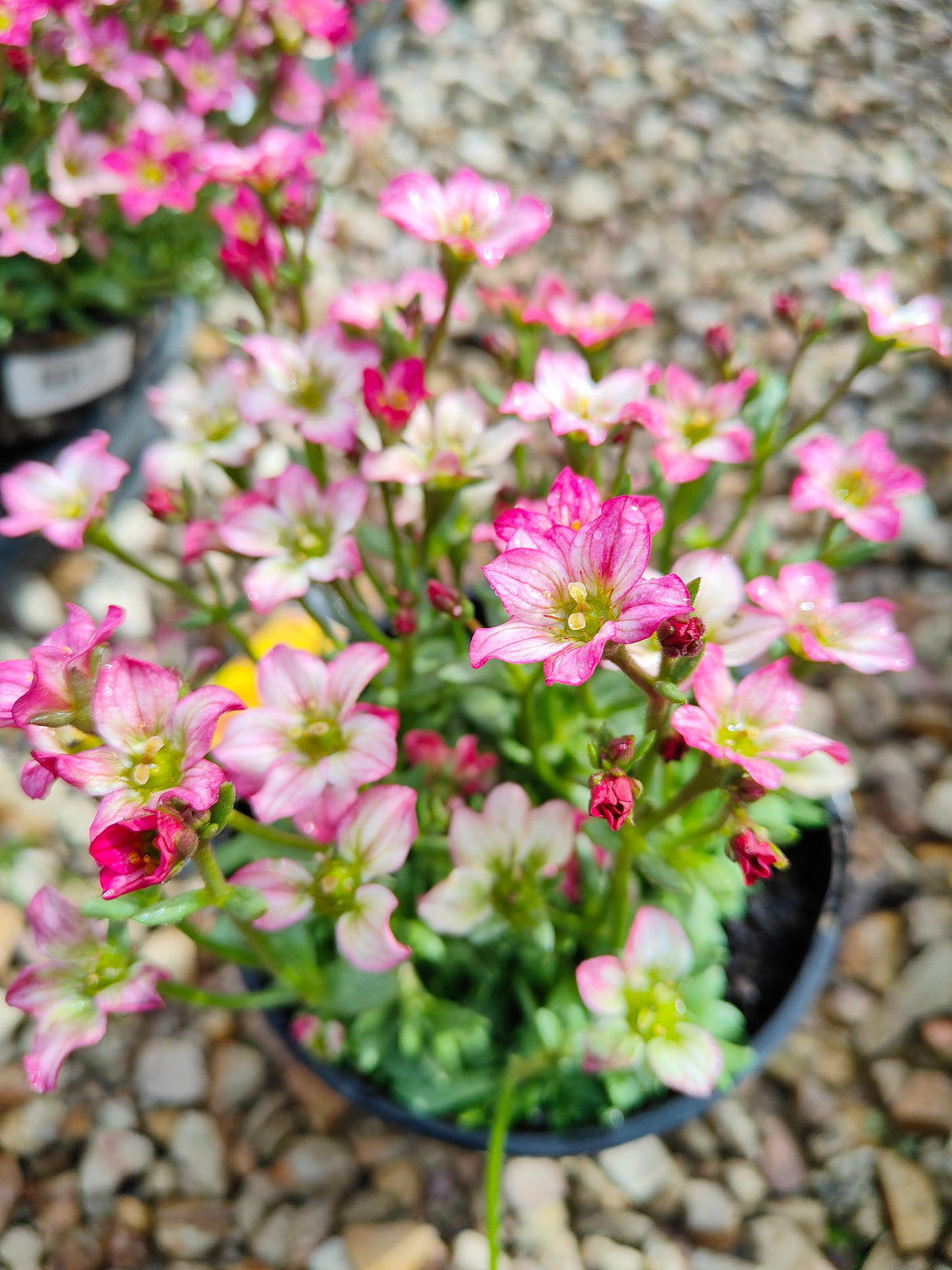 PL0040 Saxifrage, Rockfoil, Saxifraga arendsii Alpino, Early Rose 虎耳草、岩生虎耳草、高山虎耳草品种、早玫瑰 Pot Size:  14 cm