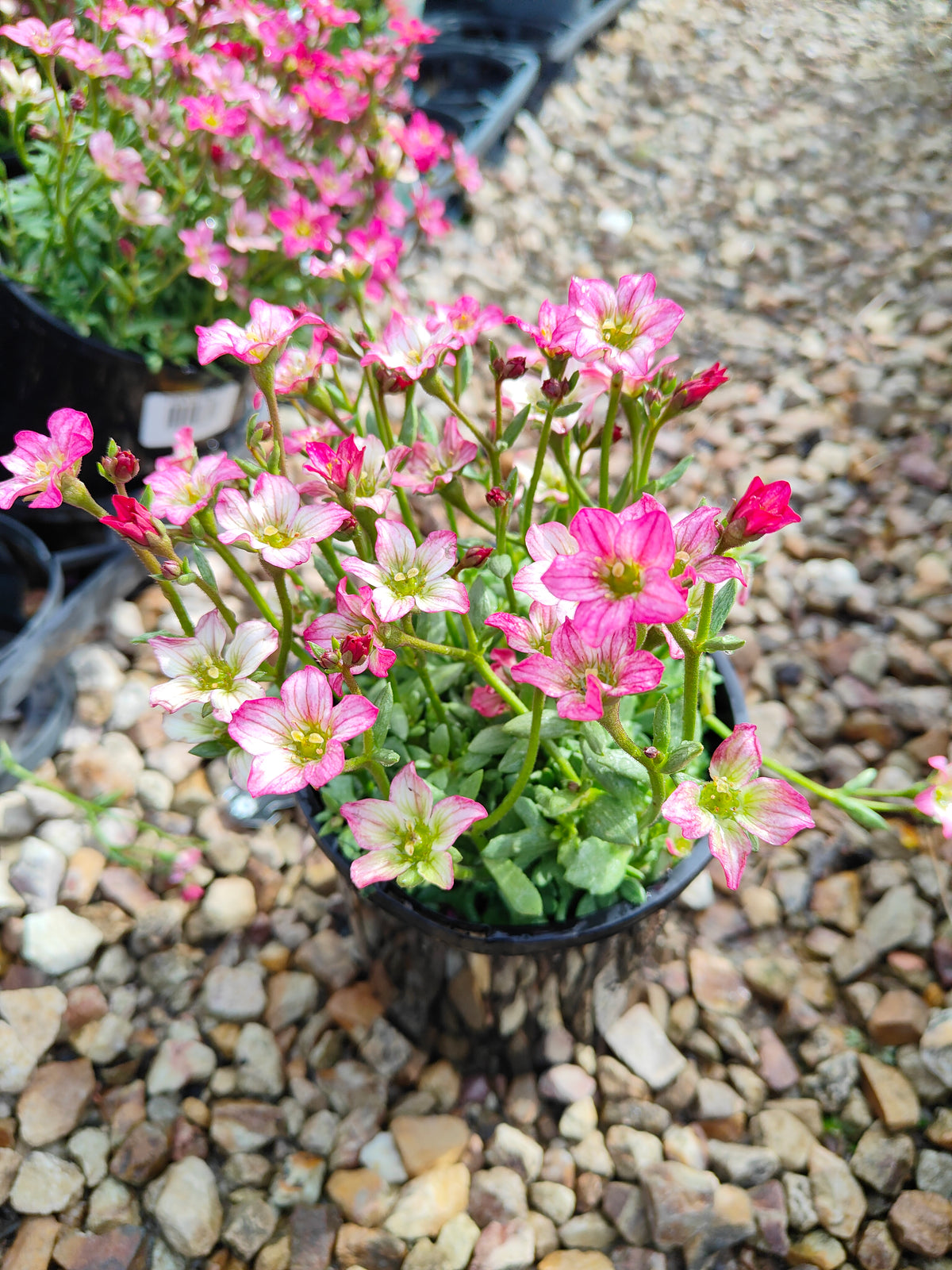 PL0040 Saxifrage, Rockfoil, Saxifraga arendsii Alpino, Early Rose 虎耳草、岩生虎耳草、高山虎耳草品种、早玫瑰 Pot Size:  14 cm