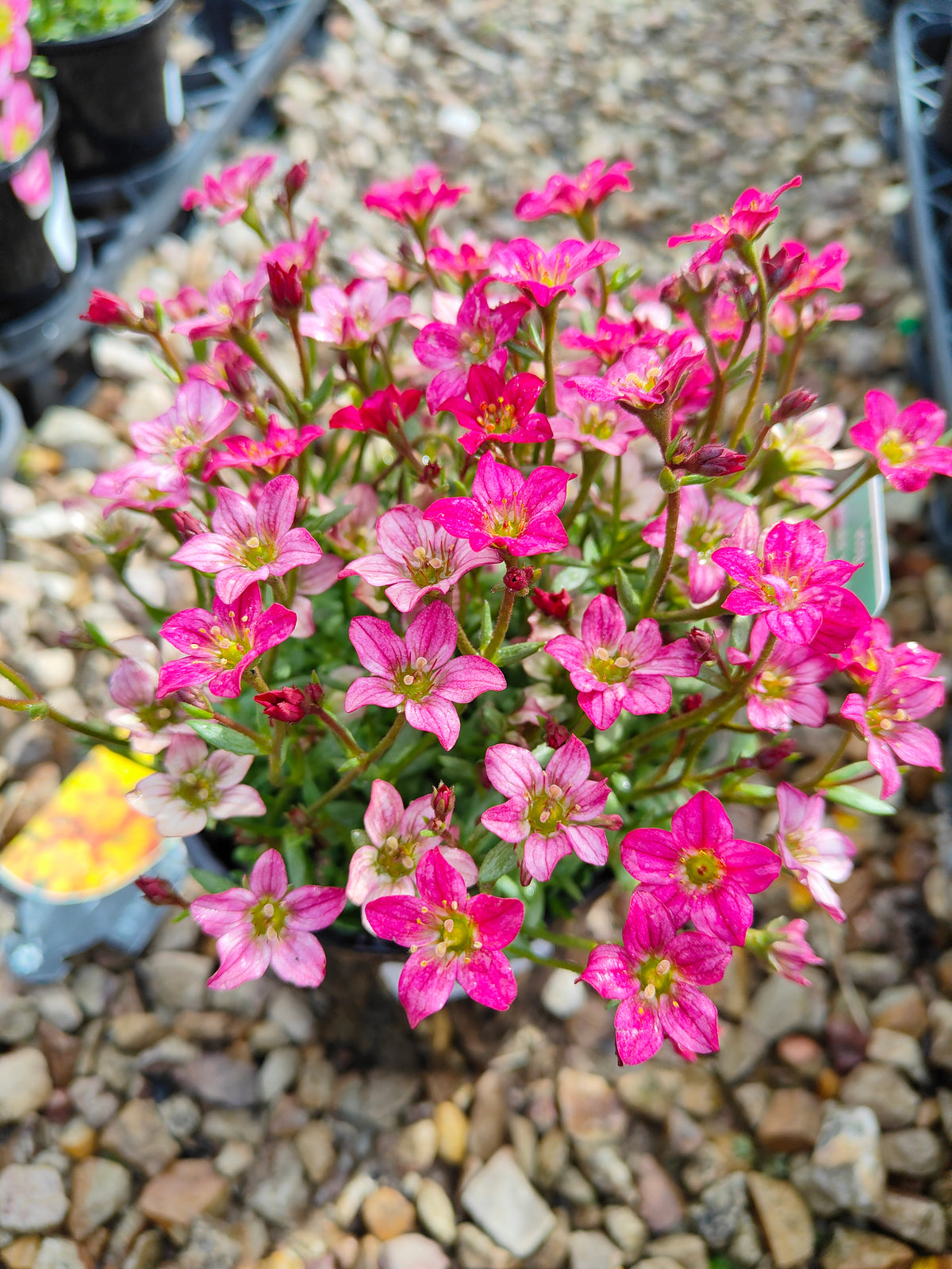 PL0040 Saxifrage, Rockfoil, Saxifraga arendsii Alpino, Early Rose 虎耳草、岩生虎耳草、高山虎耳草品种、早玫瑰 Pot Size:  14 cm