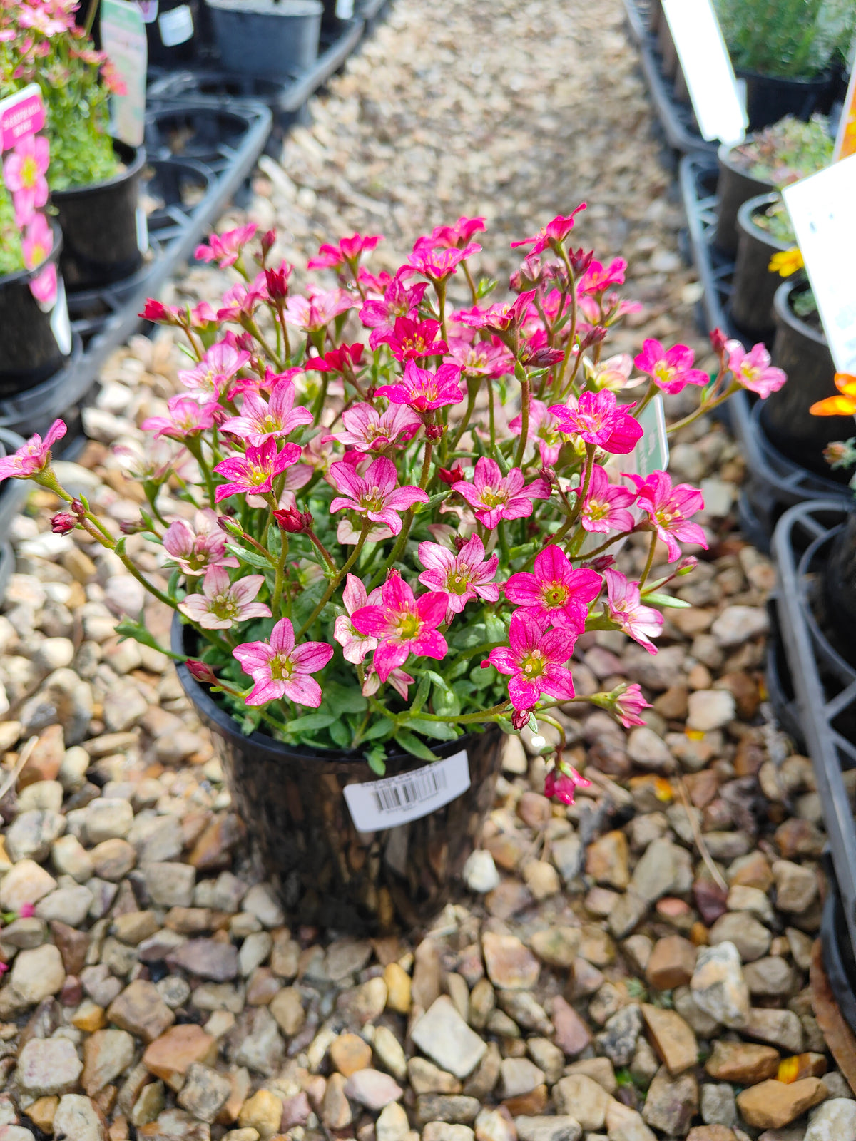 PL0040 Saxifrage, Rockfoil, Saxifraga arendsii Alpino, Early Rose 虎耳草、岩生虎耳草、高山虎耳草品种、早玫瑰 Pot Size:  14 cm