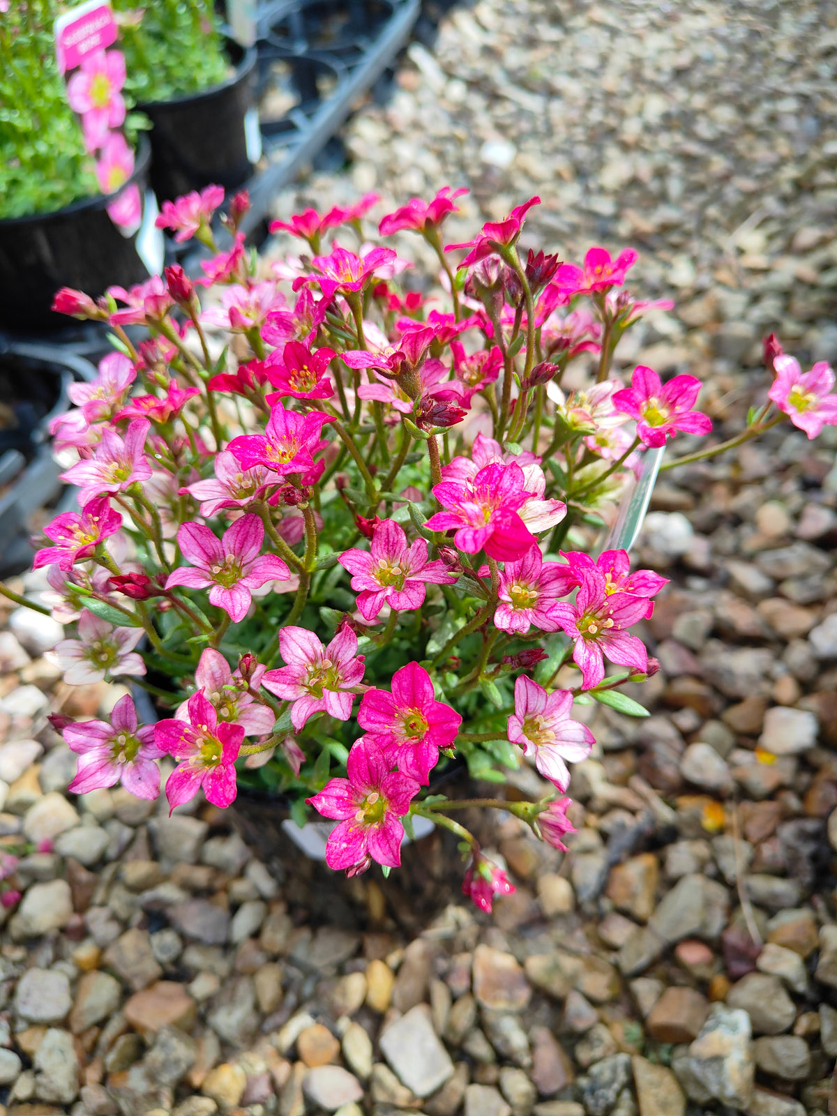 PL0040 Saxifrage, Rockfoil, Saxifraga arendsii Alpino, Early Rose 虎耳草、岩生虎耳草、高山虎耳草品种、早玫瑰 Pot Size:  14 cm