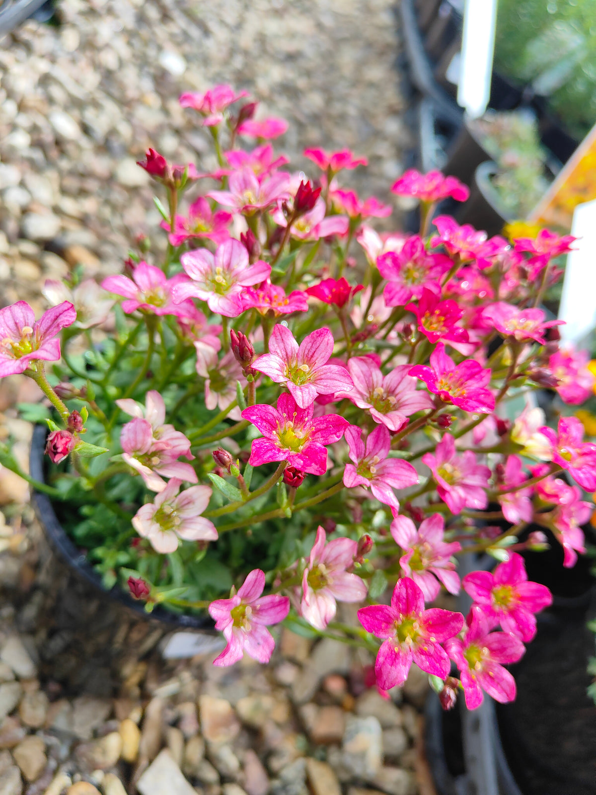 PL0040 Saxifrage, Rockfoil, Saxifraga arendsii Alpino, Early Rose 虎耳草、岩生虎耳草、高山虎耳草品种、早玫瑰 Pot Size:  14 cm