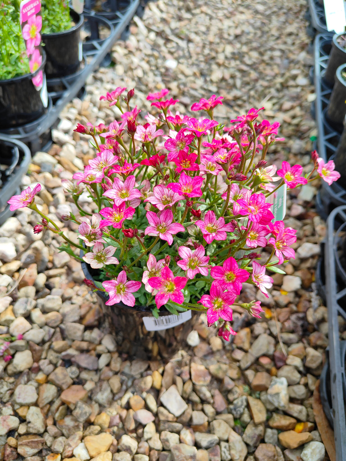 PL0040 Saxifrage, Rockfoil, Saxifraga arendsii Alpino, Early Rose 虎耳草、岩生虎耳草、高山虎耳草品种、早玫瑰 Pot Size:  14 cm
