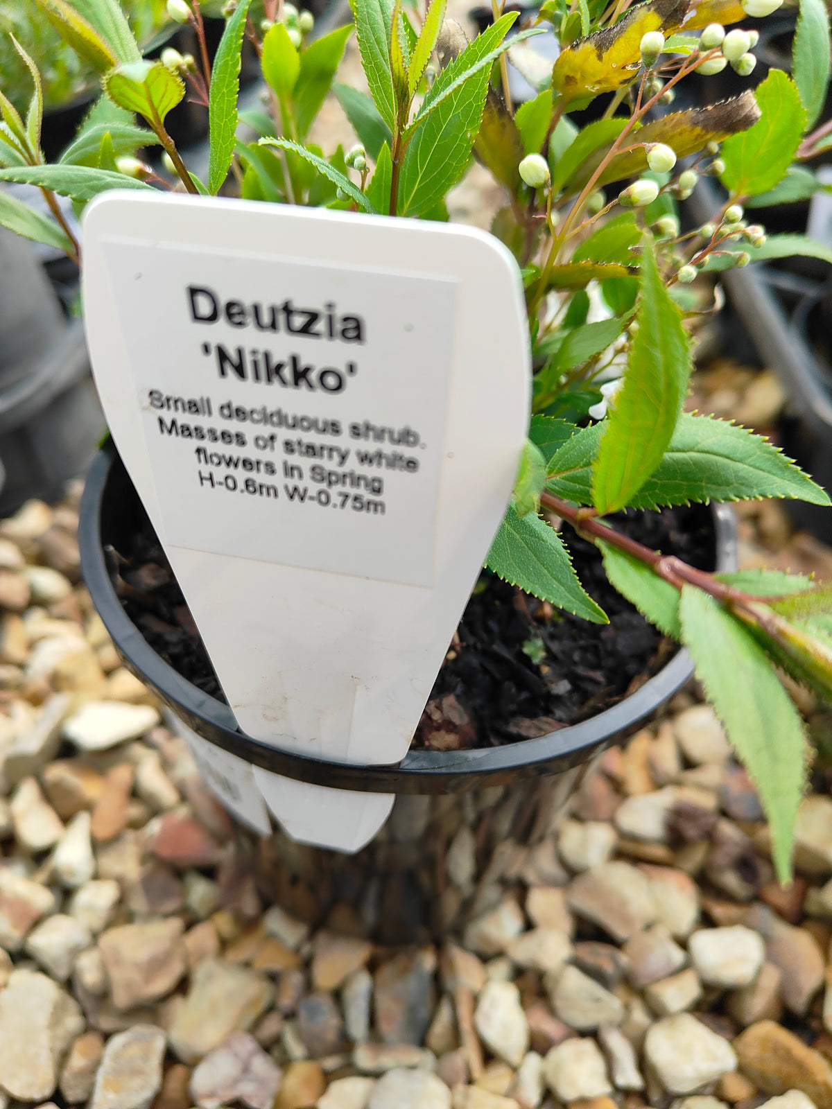 PL0017 Slender Deutzia, Deutzia gracilis Nikko 小溲疏 Pot Size: 14 cm