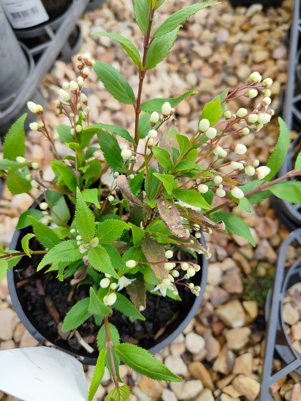 PL0017 Slender Deutzia, Deutzia gracilis Nikko 小溲疏 Pot Size: 14 cm