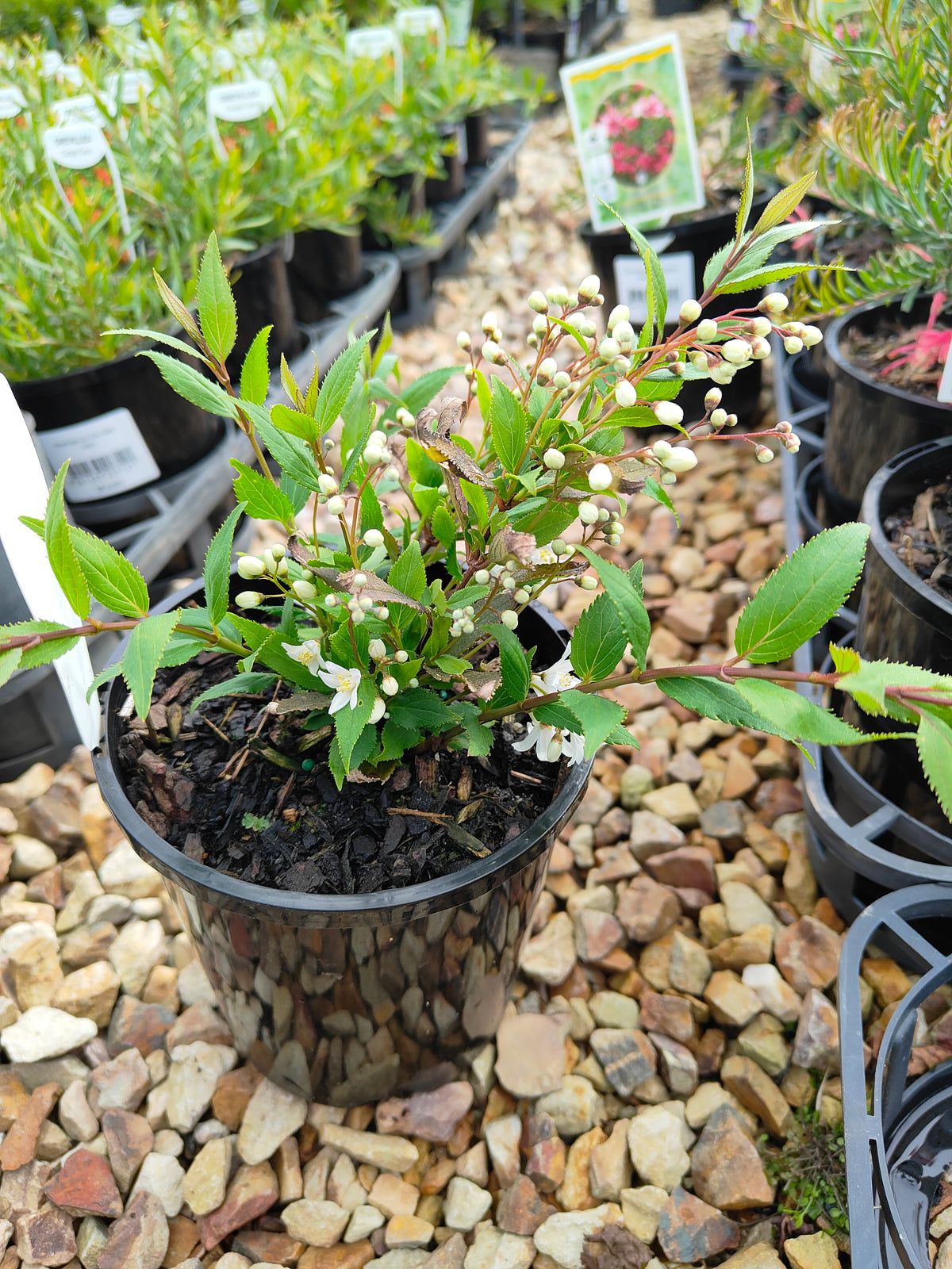 PL0017 Slender Deutzia, Deutzia gracilis Nikko 小溲疏 Pot Size: 14 cm