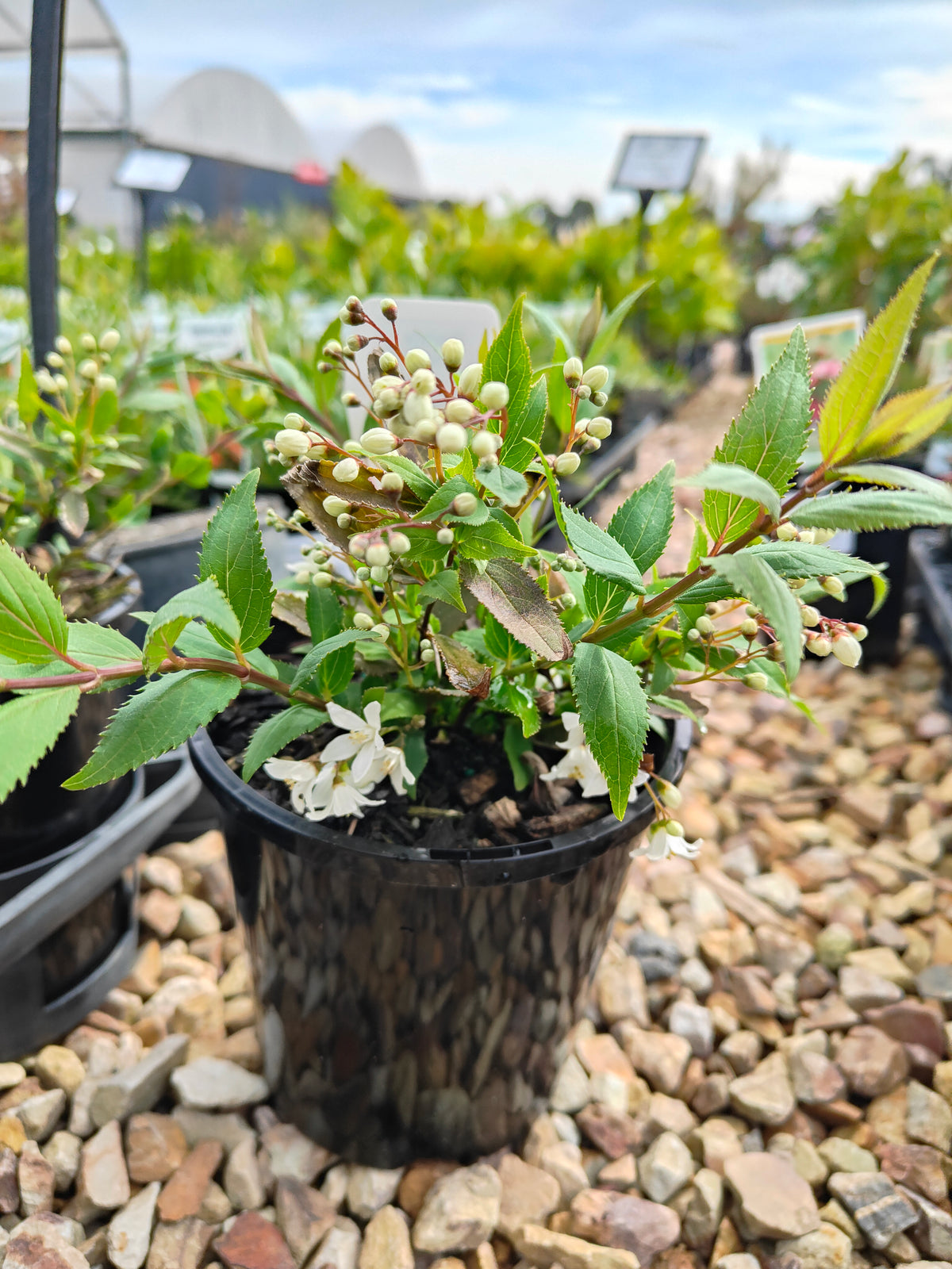 PL0017 Slender Deutzia, Deutzia gracilis Nikko 小溲疏 Pot Size: 14 cm