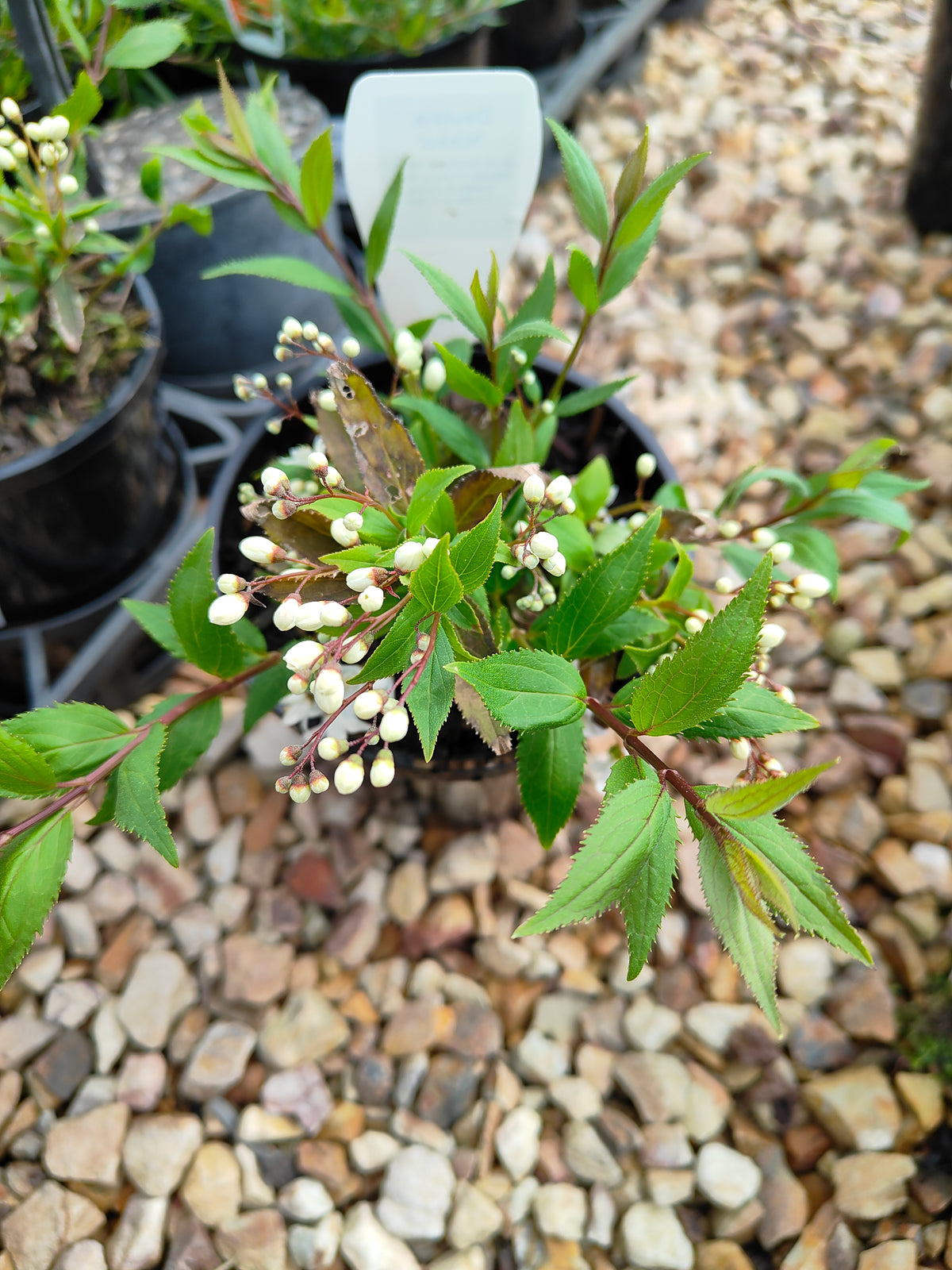 PL0017 Slender Deutzia, Deutzia gracilis Nikko 小溲疏 Pot Size: 14 cm