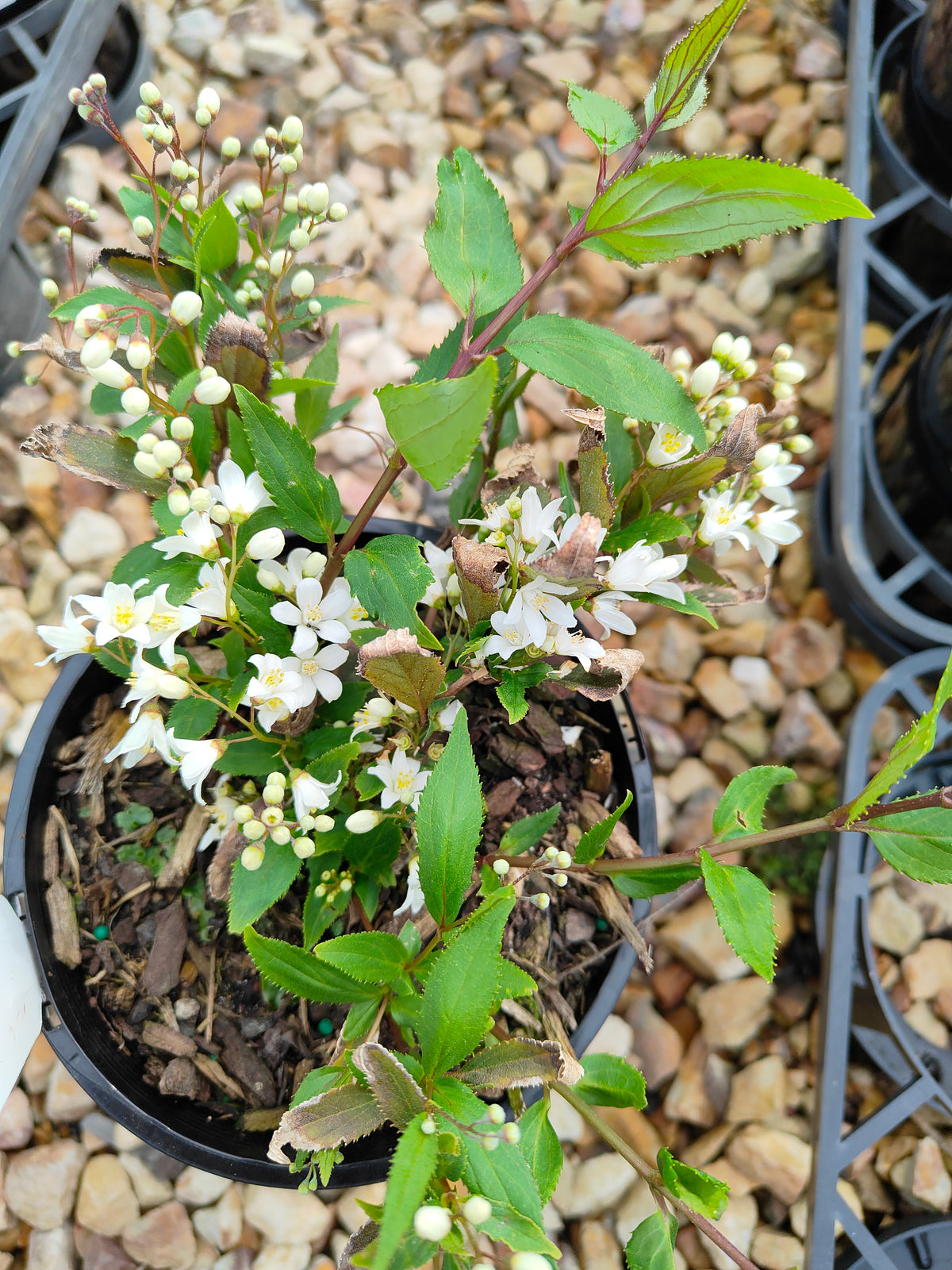 PL0017 Slender Deutzia, Deutzia gracilis Nikko 小溲疏 Pot Size: 14 cm