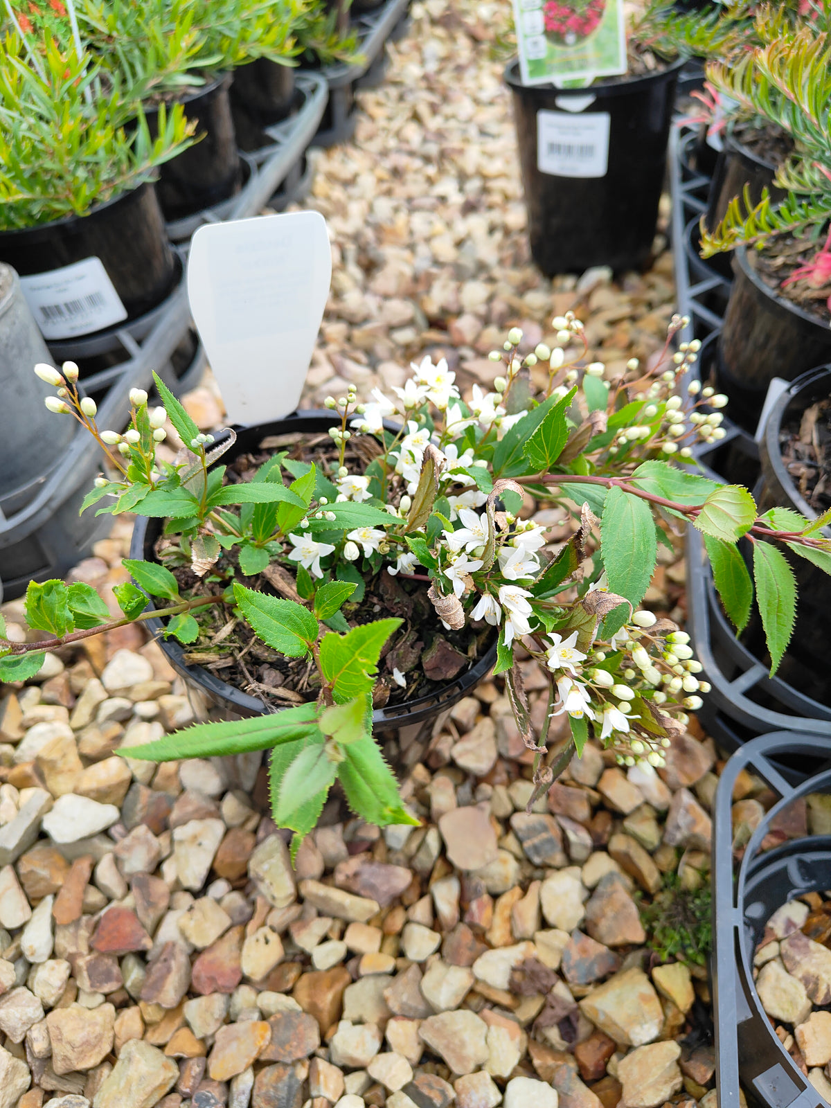 PL0017 Slender Deutzia, Deutzia gracilis Nikko 小溲疏 Pot Size: 14 cm