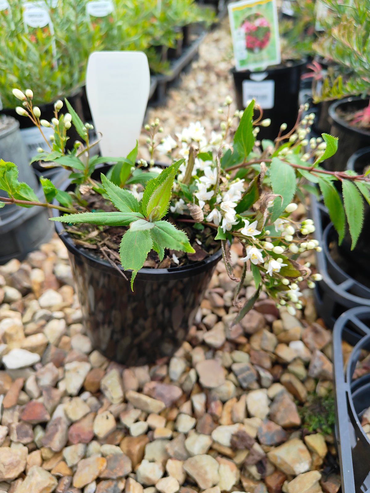 PL0017 Slender Deutzia, Deutzia gracilis Nikko 小溲疏 Pot Size: 14 cm