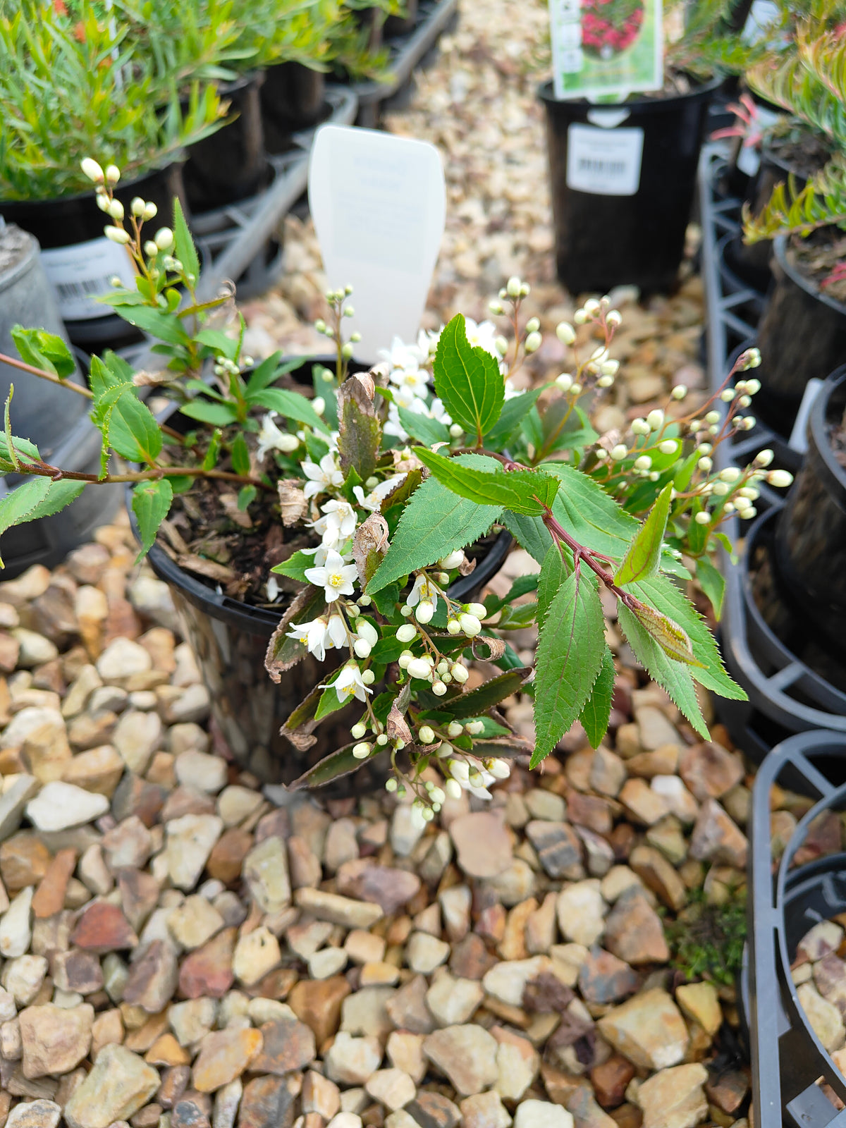 PL0017 Slender Deutzia, Deutzia gracilis Nikko 小溲疏 Pot Size: 14 cm
