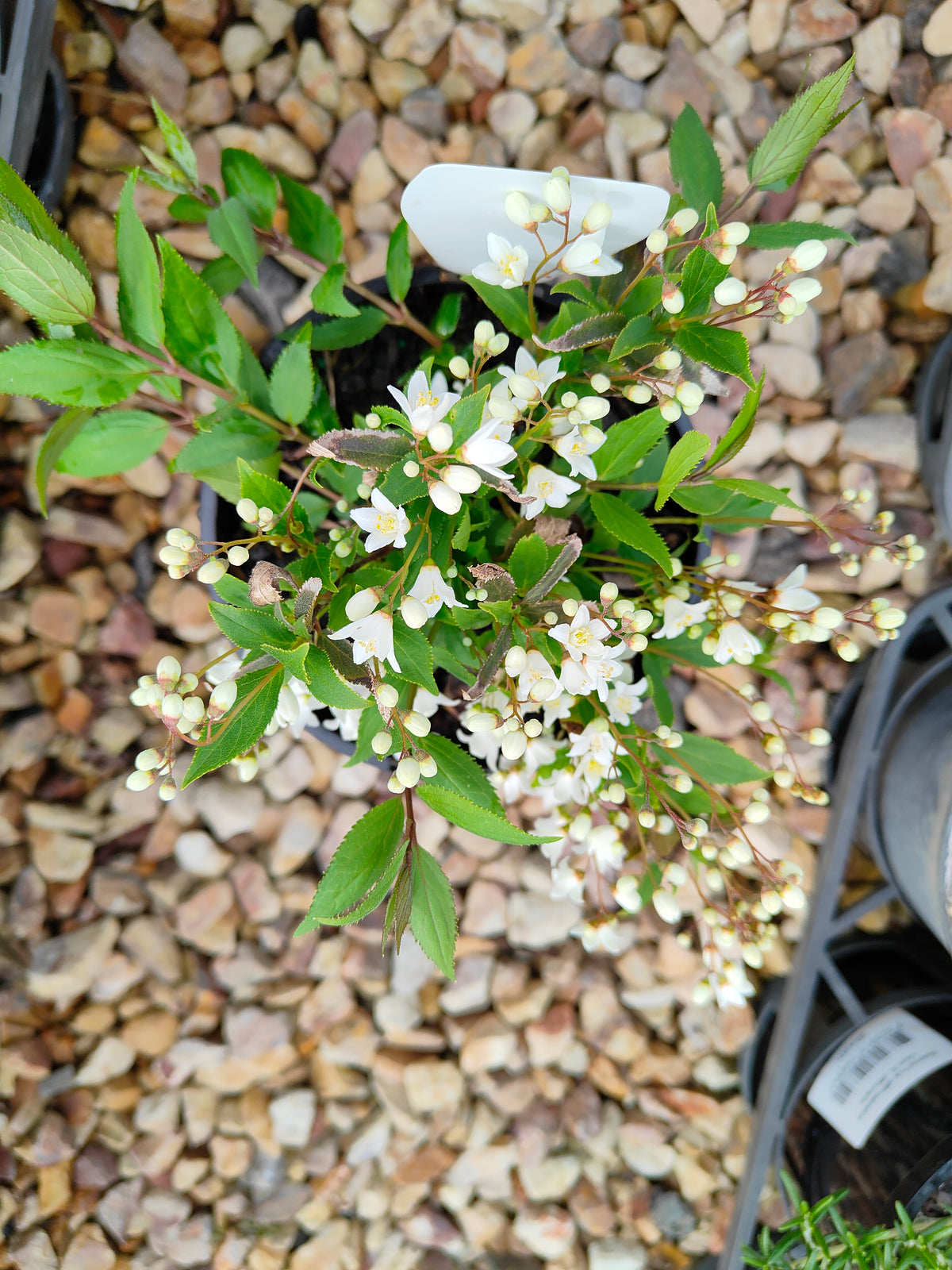 PL0017 Slender Deutzia, Deutzia gracilis Nikko 小溲疏 Pot Size: 14 cm
