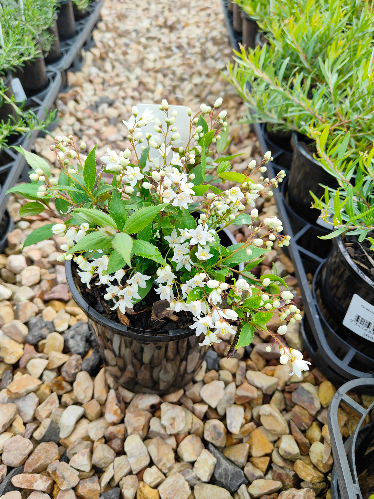 PL0017 Slender Deutzia, Deutzia gracilis Nikko 小溲疏 Pot Size: 14 cm