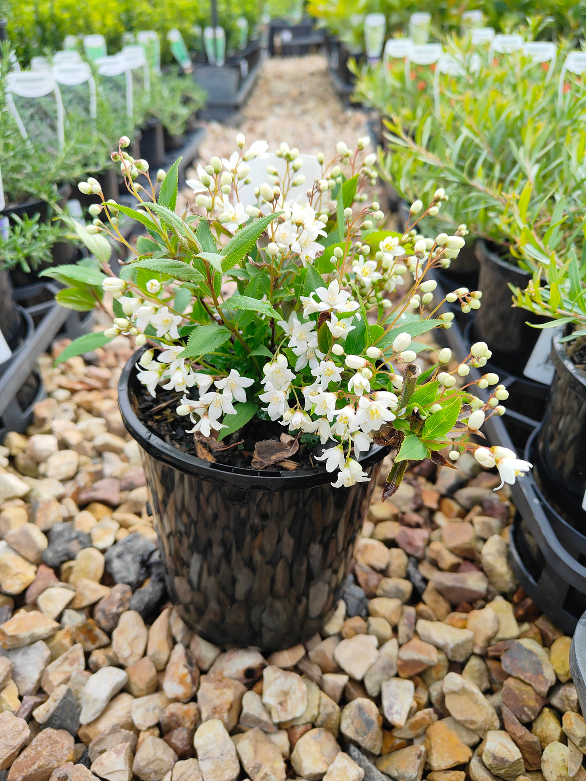 PL0017 Slender Deutzia, Deutzia gracilis Nikko 小溲疏 Pot Size: 14 cm