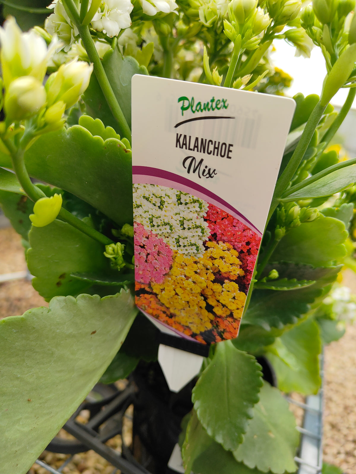 PL0028 Flaming Katy, Succulent, Kalanchoe hybrida, Kalhyb，长寿花，多肉植物, 14cm pot size