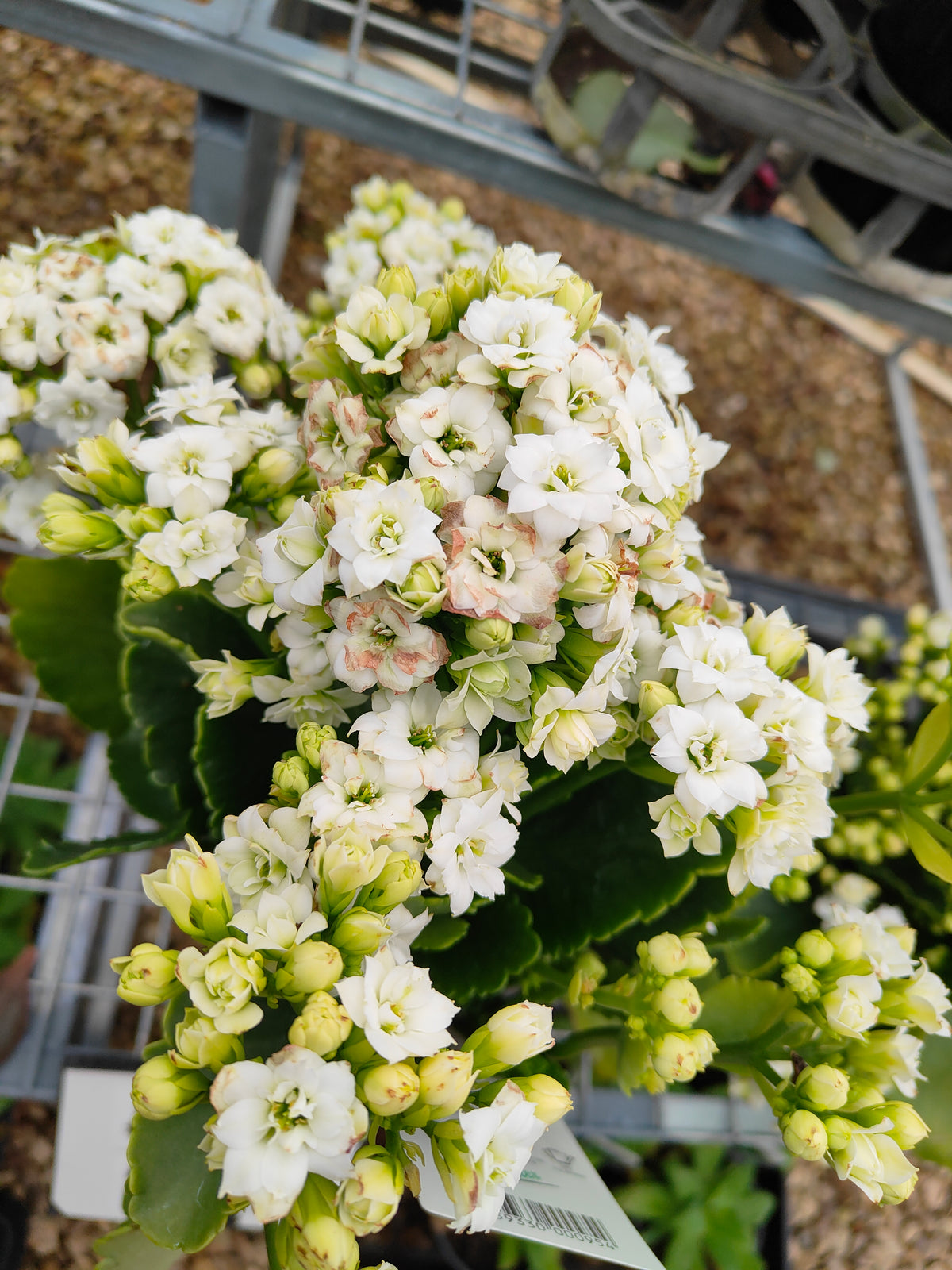 PL0028 Flaming Katy, Succulent, Kalanchoe hybrida, Kalhyb，长寿花，多肉植物, 14cm pot size