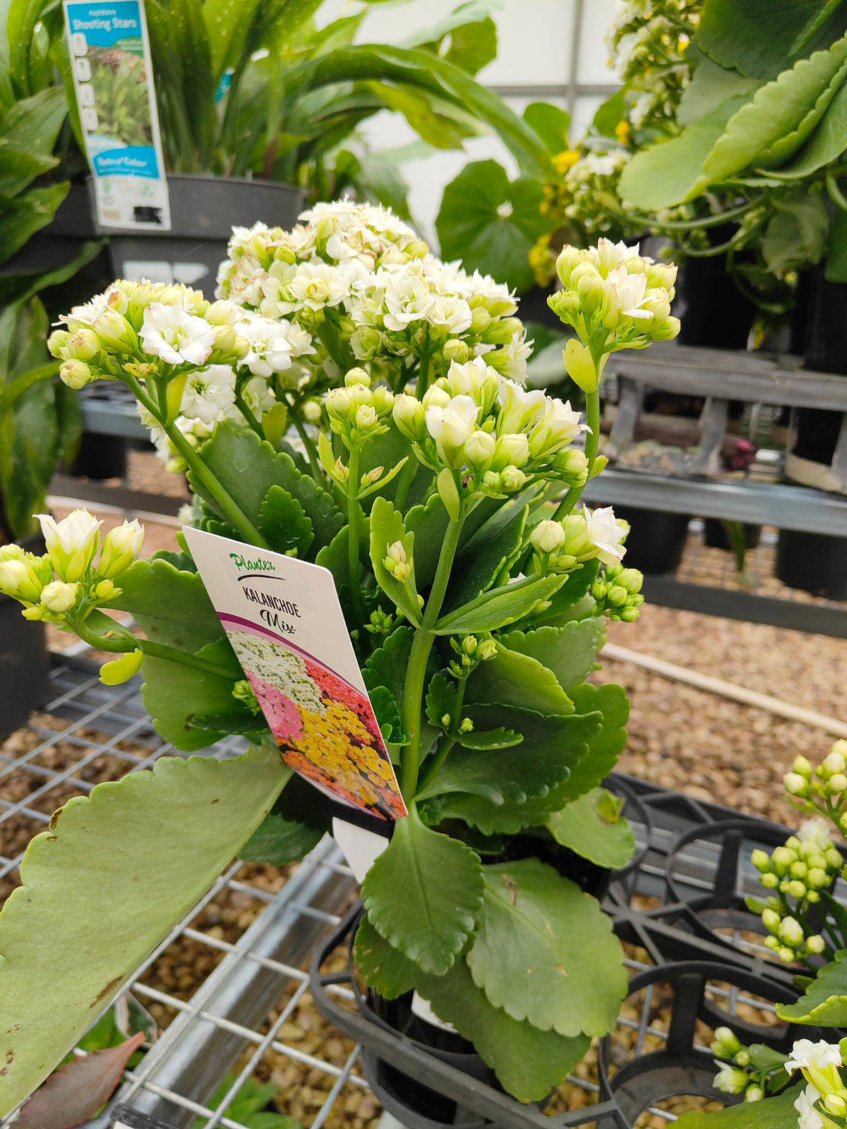 PL0028 Flaming Katy, Succulent, Kalanchoe hybrida, Kalhyb，长寿花，多肉植物, 14cm pot size