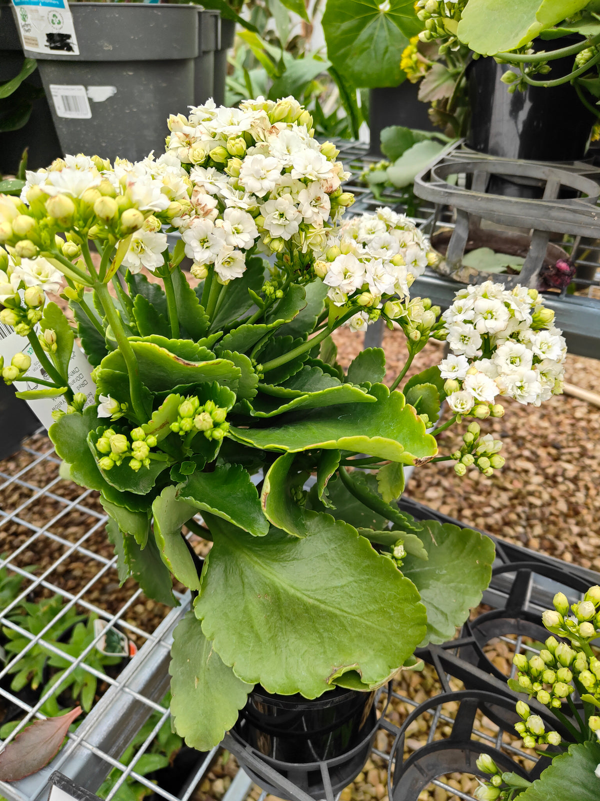 PL0028 Flaming Katy, Succulent, Kalanchoe hybrida, Kalhyb，长寿花，多肉植物, 14cm pot size