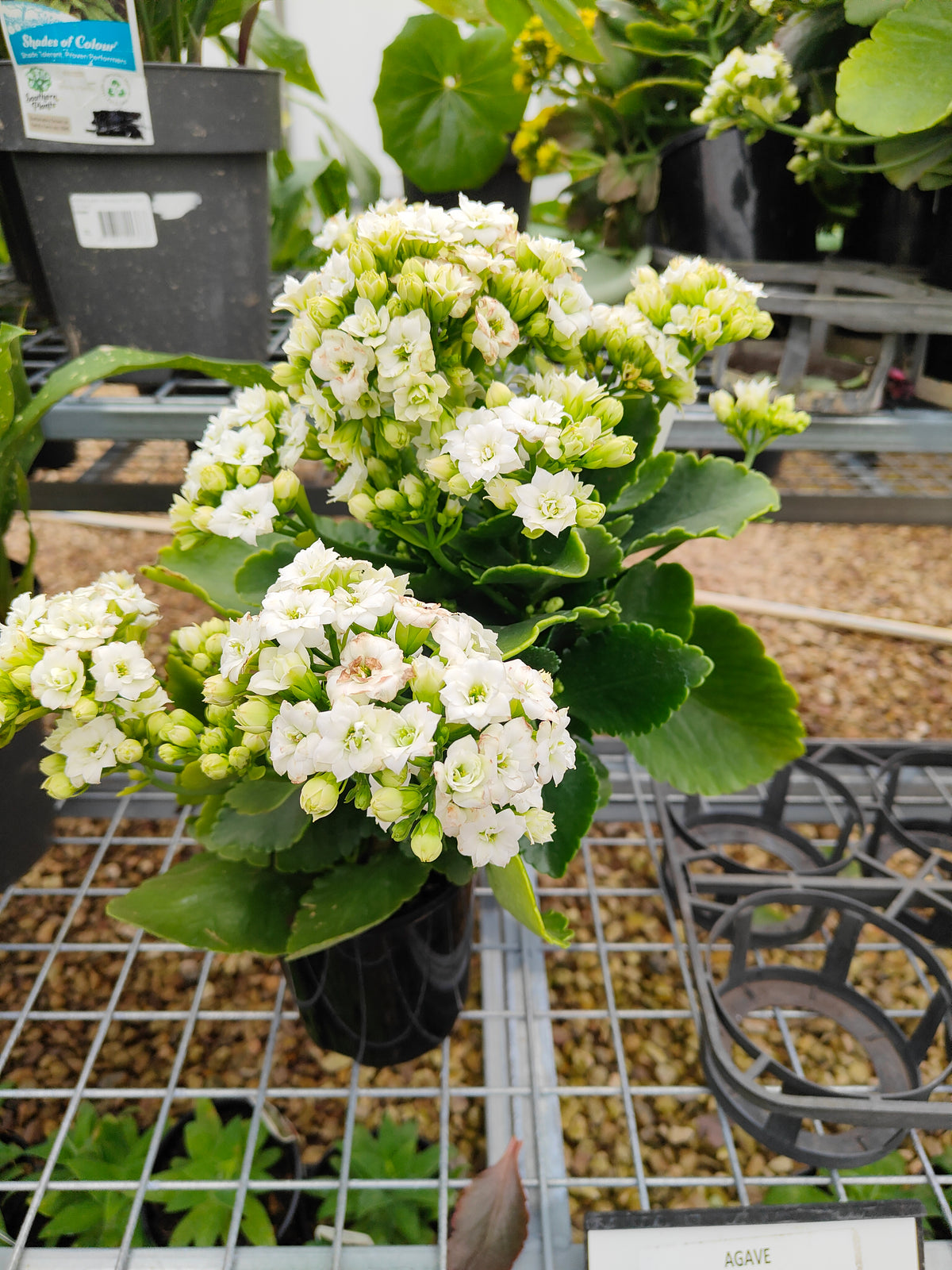 PL0028 Flaming Katy, Succulent, Kalanchoe hybrida, Kalhyb，长寿花，多肉植物, 14cm pot size
