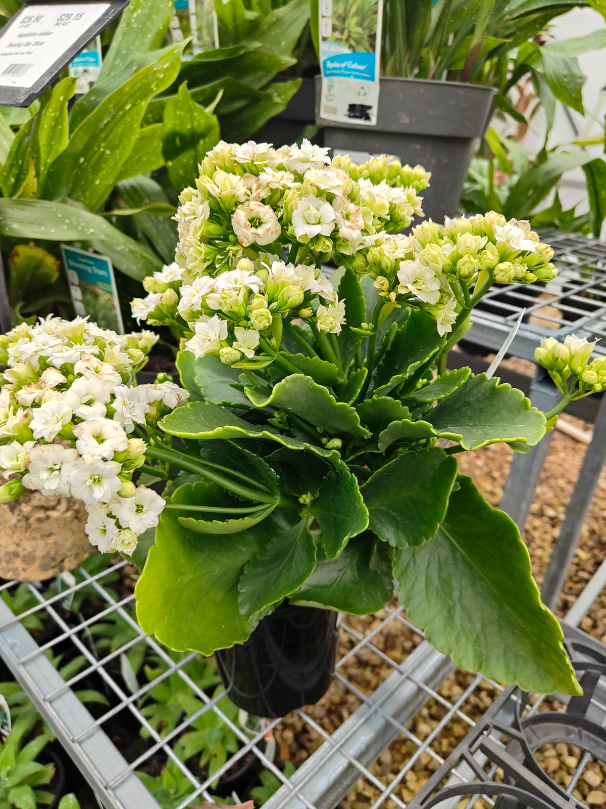 PL0028 Flaming Katy, Succulent, Kalanchoe hybrida, Kalhyb，长寿花，多肉植物, 14cm pot size