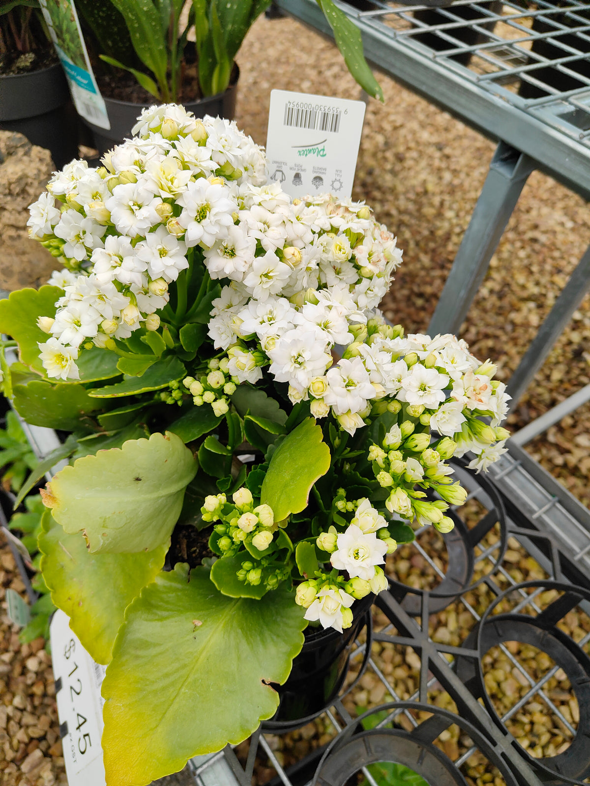 PL0028 Flaming Katy, Succulent, Kalanchoe hybrida, Kalhyb，长寿花，多肉植物, 14cm pot size