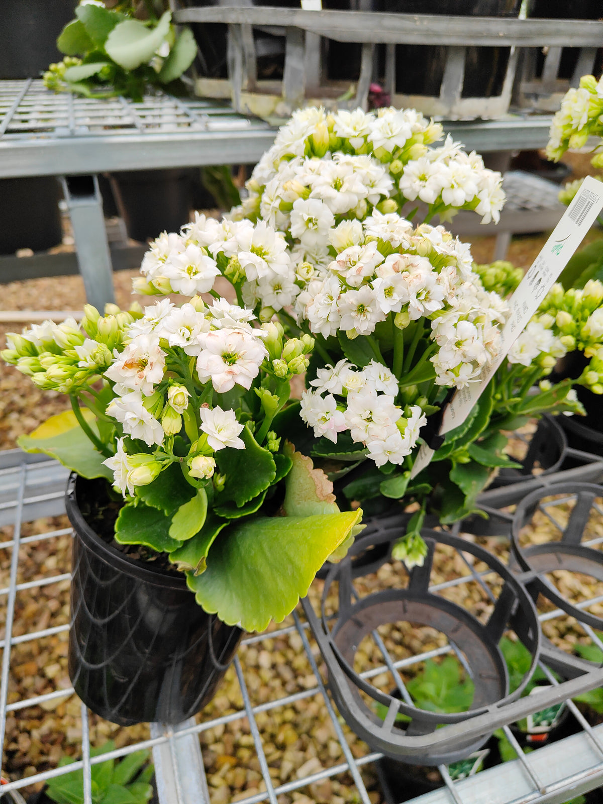 PL0028 Flaming Katy, Succulent, Kalanchoe hybrida, Kalhyb，长寿花，多肉植物, 14cm pot size