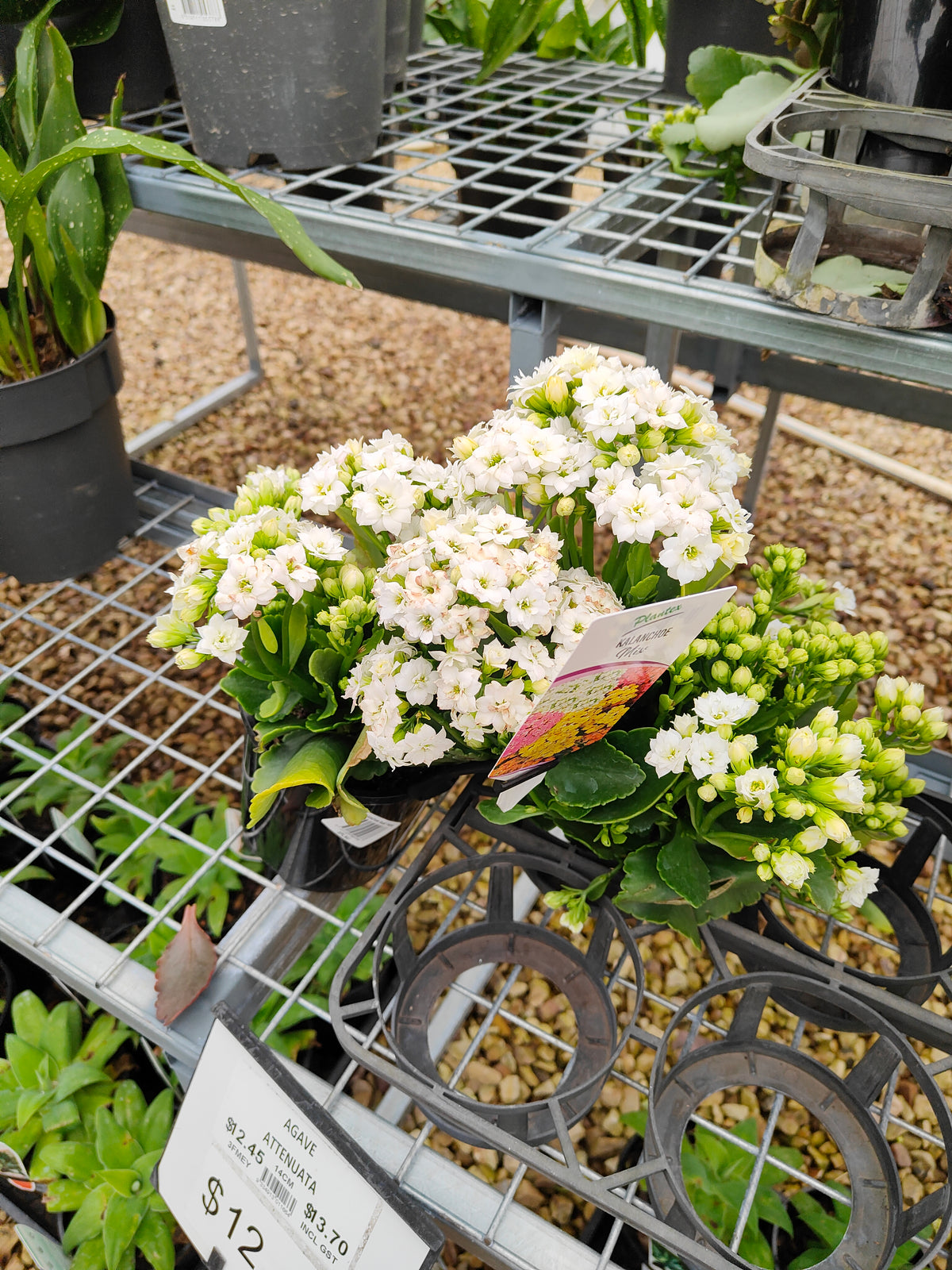 PL0028 Flaming Katy, Succulent, Kalanchoe hybrida, Kalhyb，长寿花，多肉植物, 14cm pot size