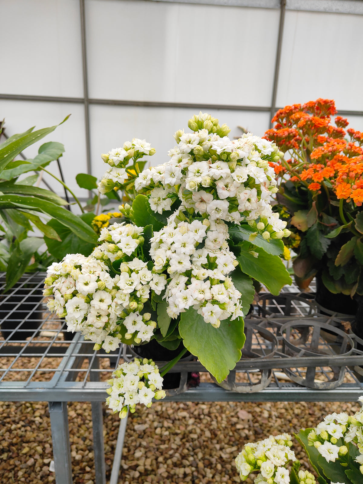 PL0028 Flaming Katy, Succulent, Kalanchoe hybrida, Kalhyb，长寿花，多肉植物, 14cm pot size