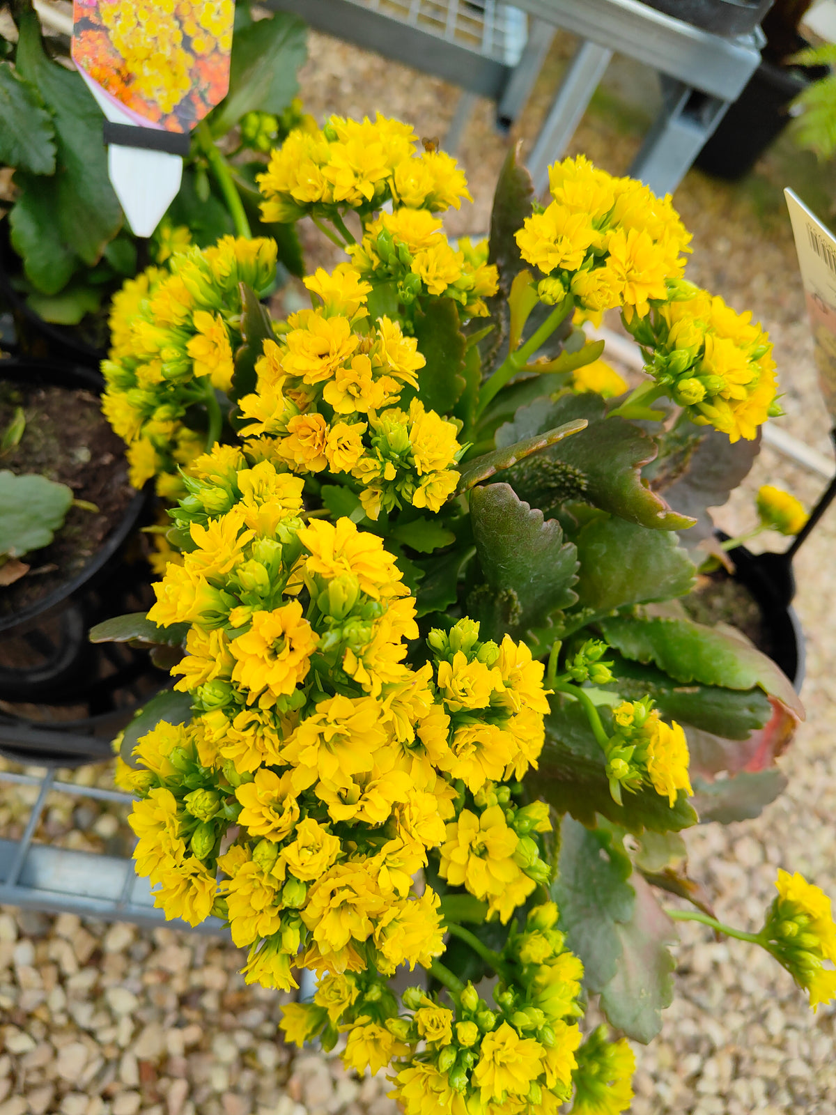 PL0028 Flaming Katy, Succulent, Kalanchoe hybrida, Kalhyb，长寿花，多肉植物, 14cm pot size