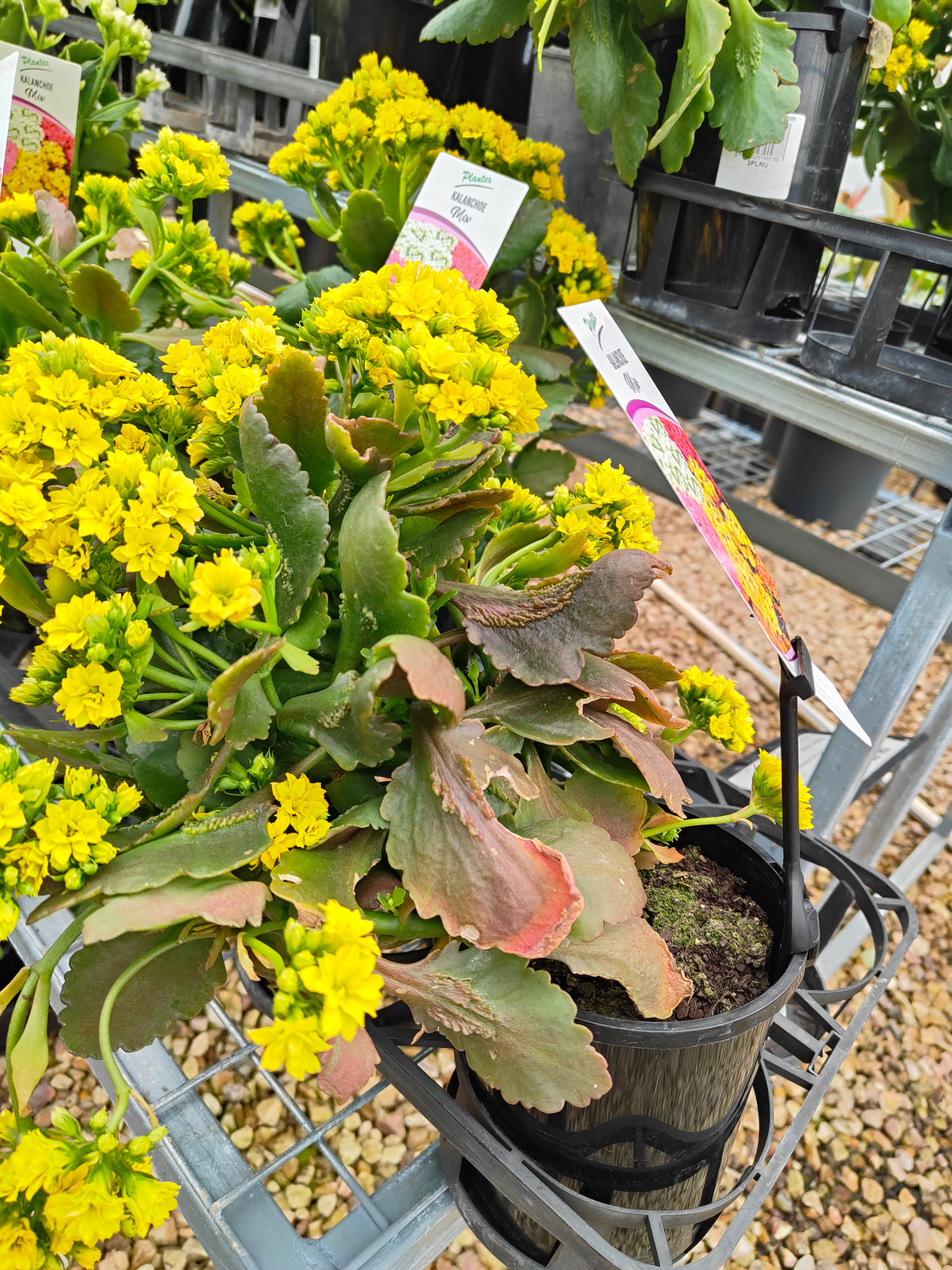 PL0028 Flaming Katy, Succulent, Kalanchoe hybrida, Kalhyb，长寿花，多肉植物, 14cm pot size
