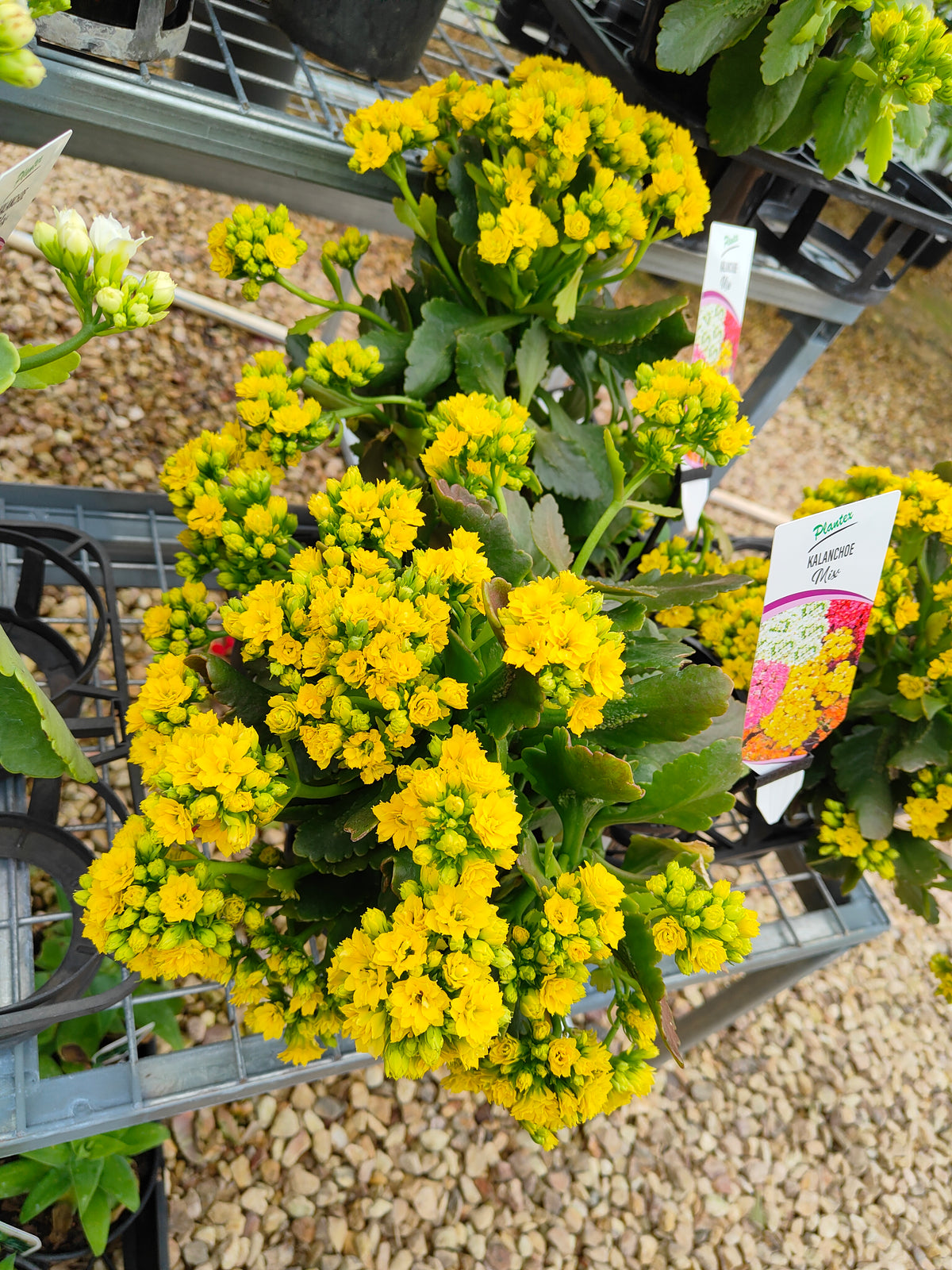 PL0028 Flaming Katy, Succulent, Kalanchoe hybrida, Kalhyb，长寿花，多肉植物, 14cm pot size