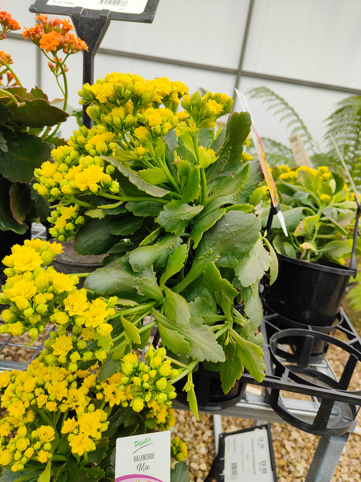 PL0028 Flaming Katy, Succulent, Kalanchoe hybrida, Kalhyb，长寿花，多肉植物, 14cm pot size