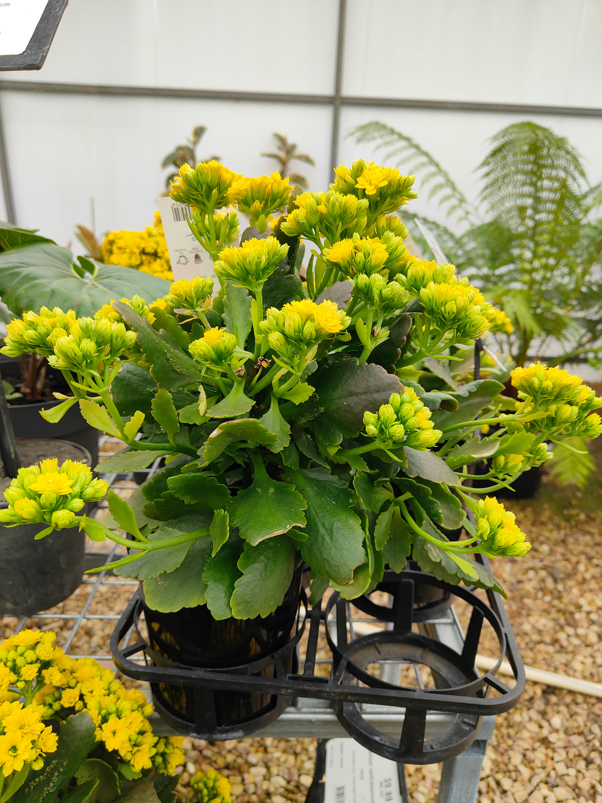 PL0028 Flaming Katy, Succulent, Kalanchoe hybrida, Kalhyb，长寿花，多肉植物, 14cm pot size