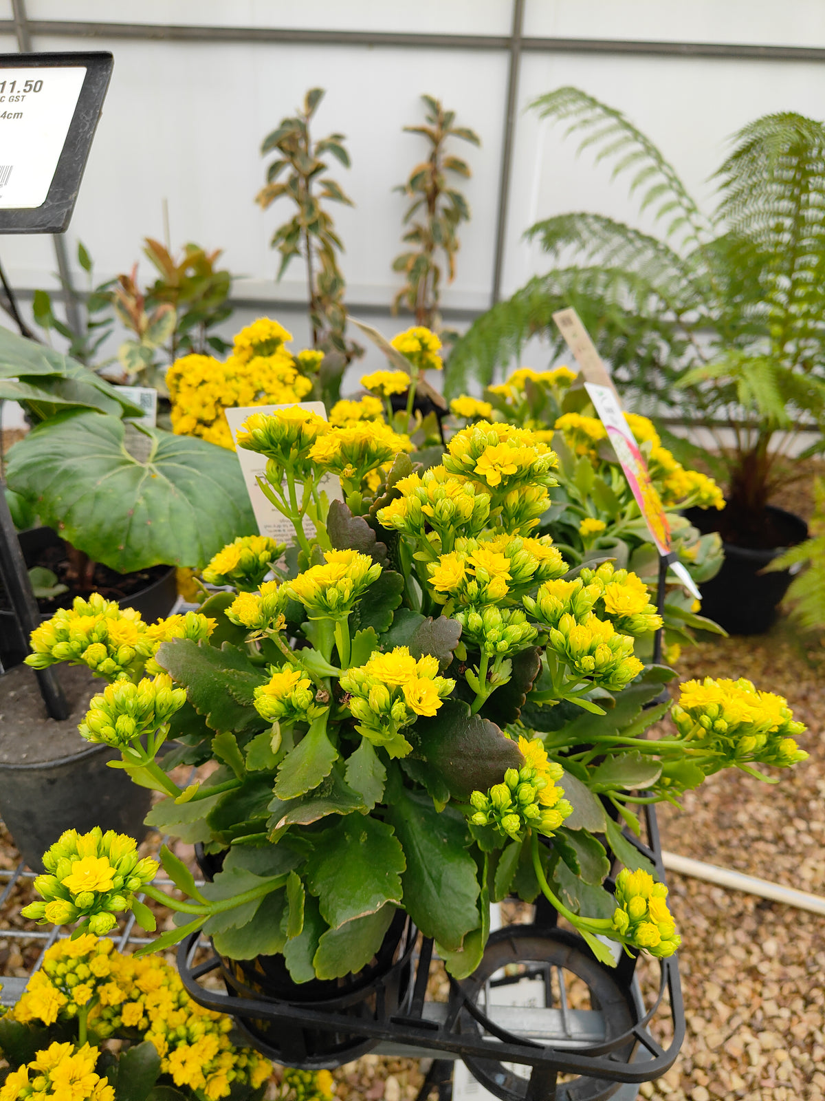 PL0028 Flaming Katy, Succulent, Kalanchoe hybrida, Kalhyb，长寿花，多肉植物, 14cm pot size