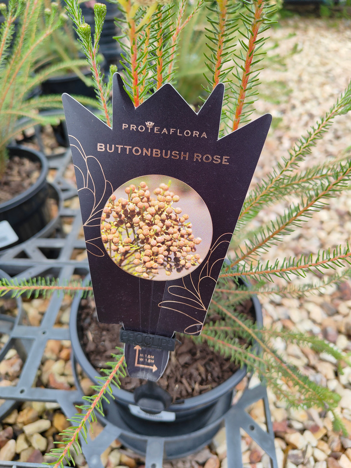 PL006 Buttonbush Rose, Button Bush,  Berzelia lanuginosa, 绒毛伯泽利亚 玫瑰色纽扣灌木, 17 cm pot