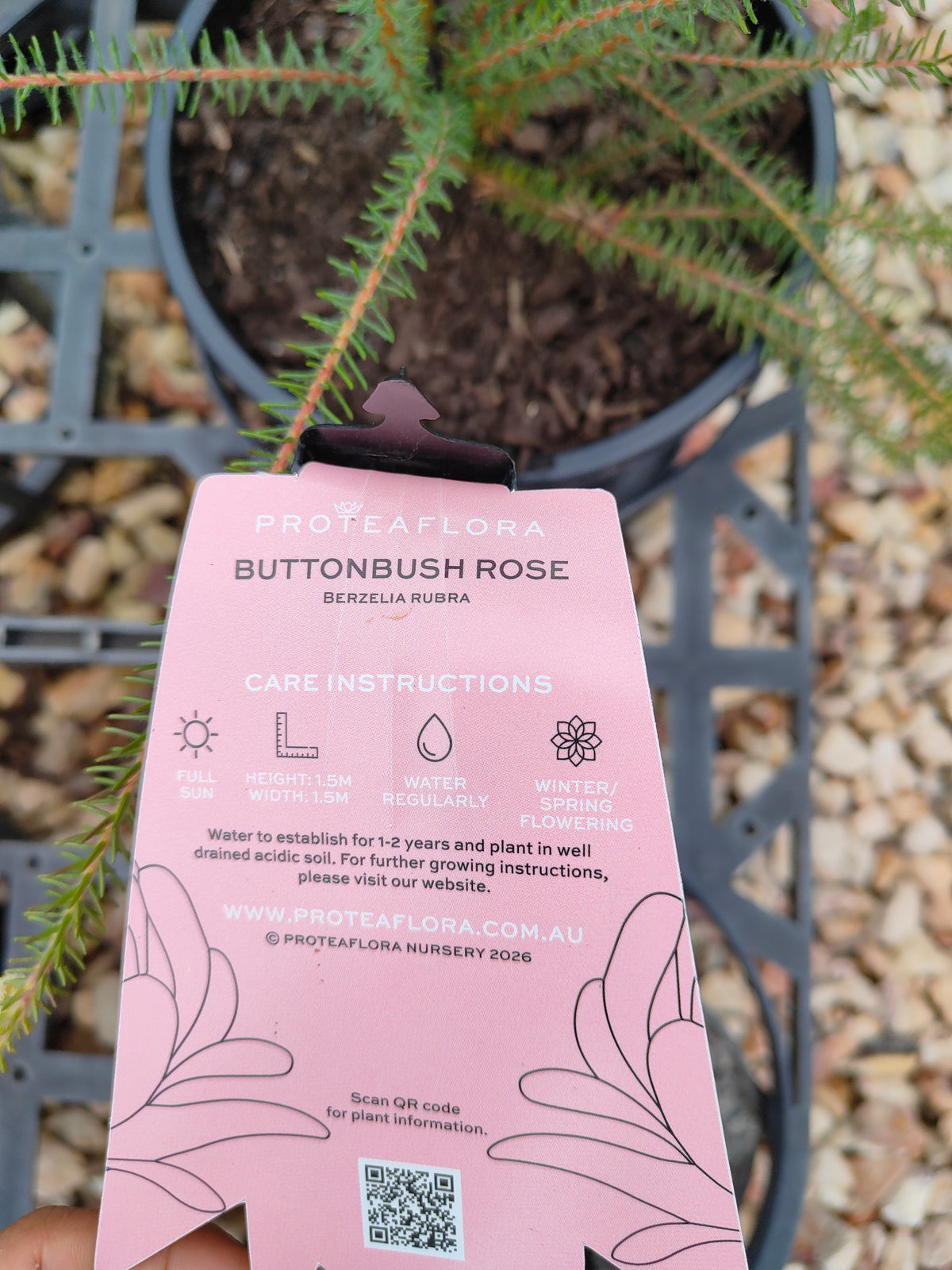 PL006 Buttonbush Rose, Button Bush,  Berzelia lanuginosa, 绒毛伯泽利亚 玫瑰色纽扣灌木, 17 cm pot