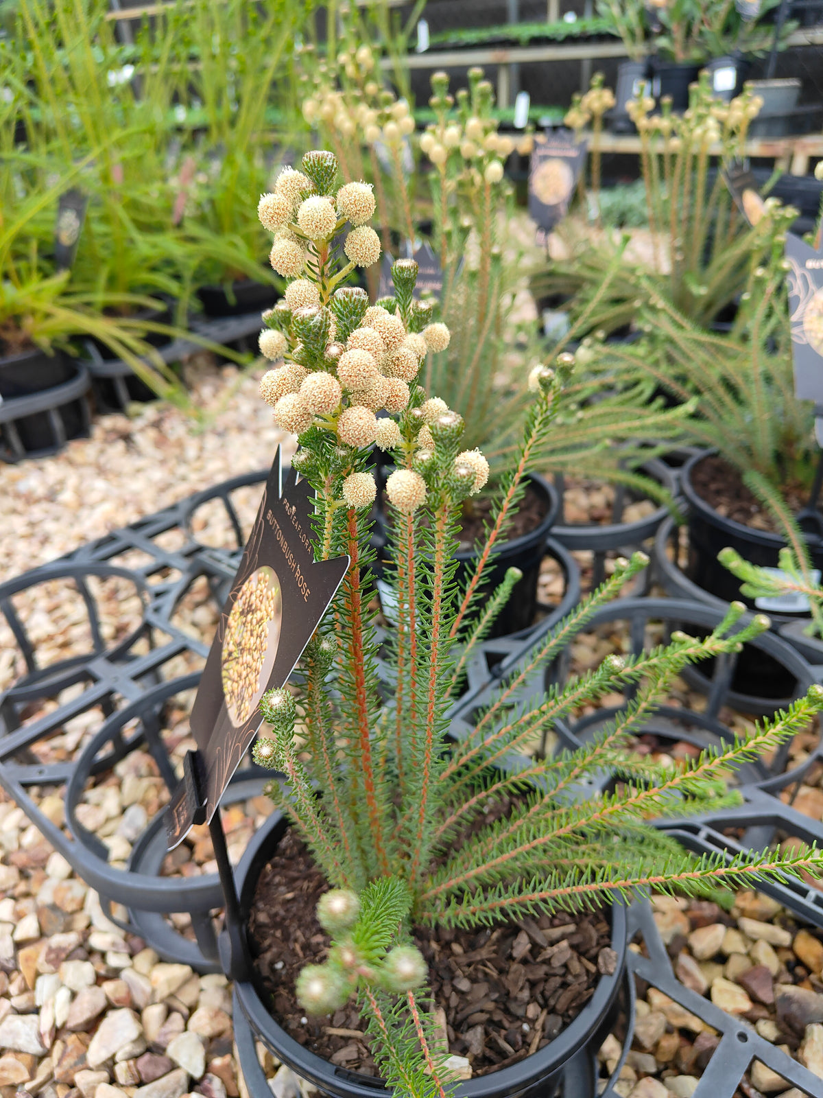PL006 Buttonbush Rose, Button Bush,  Berzelia lanuginosa, 绒毛伯泽利亚 玫瑰色纽扣灌木, 17 cm pot