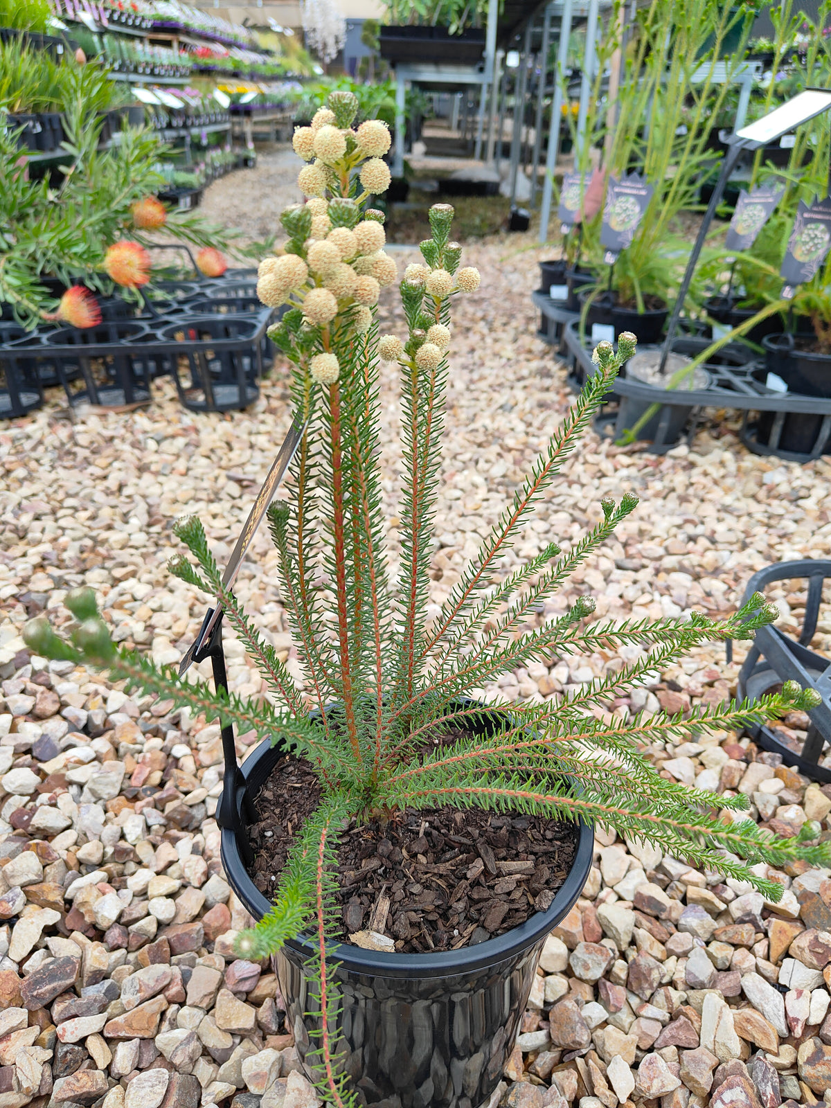 PL006 Buttonbush Rose, Button Bush,  Berzelia lanuginosa, 绒毛伯泽利亚 玫瑰色纽扣灌木, 17 cm pot