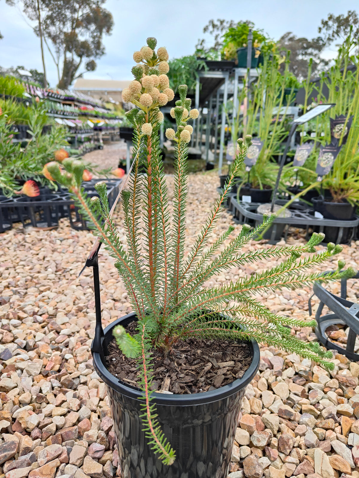 PL006 Buttonbush Rose, Button Bush,  Berzelia lanuginosa, 绒毛伯泽利亚 玫瑰色纽扣灌木, 17 cm pot