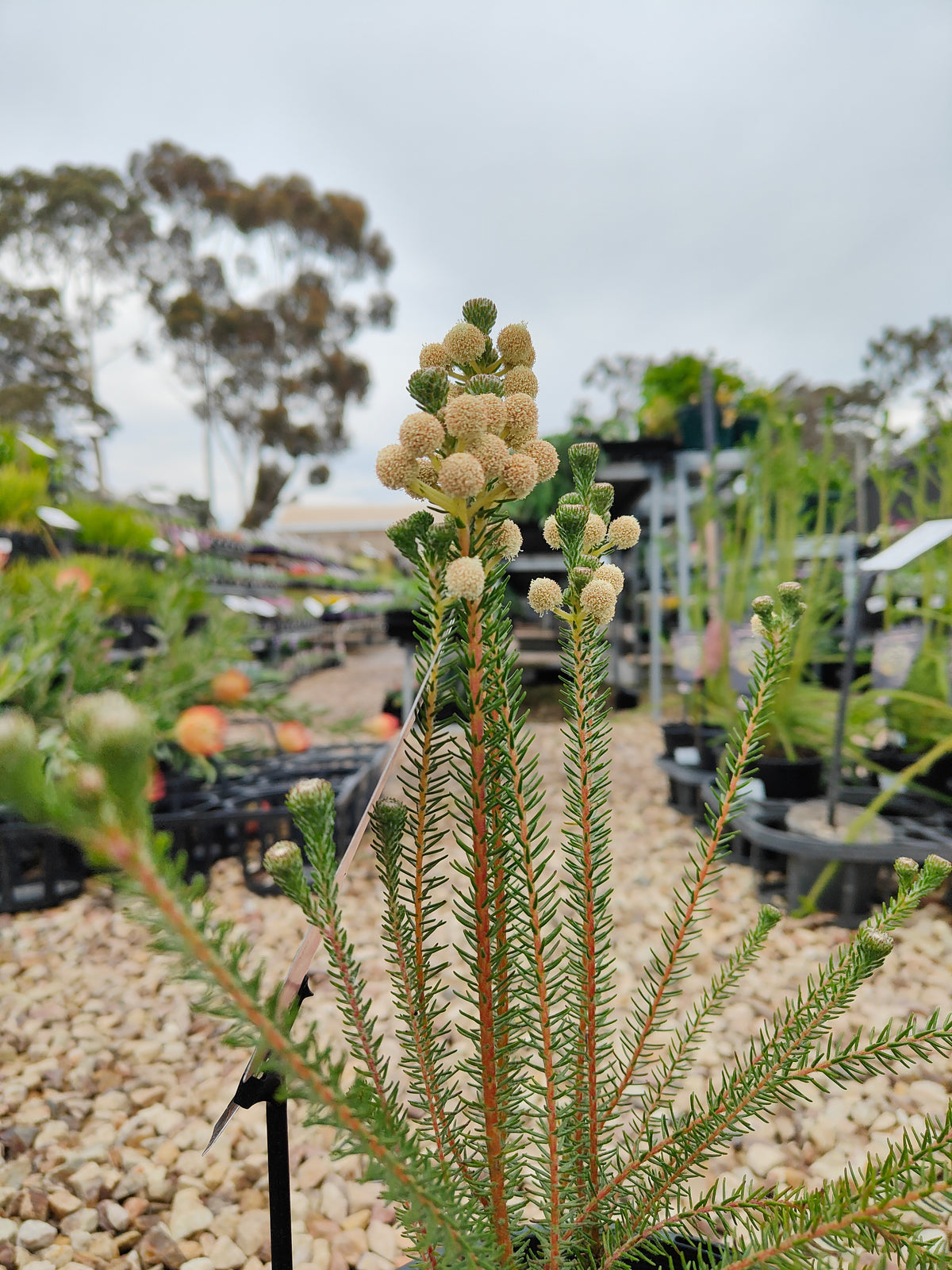 PL006 Buttonbush Rose, Button Bush,  Berzelia lanuginosa, 绒毛伯泽利亚 玫瑰色纽扣灌木, 17 cm pot